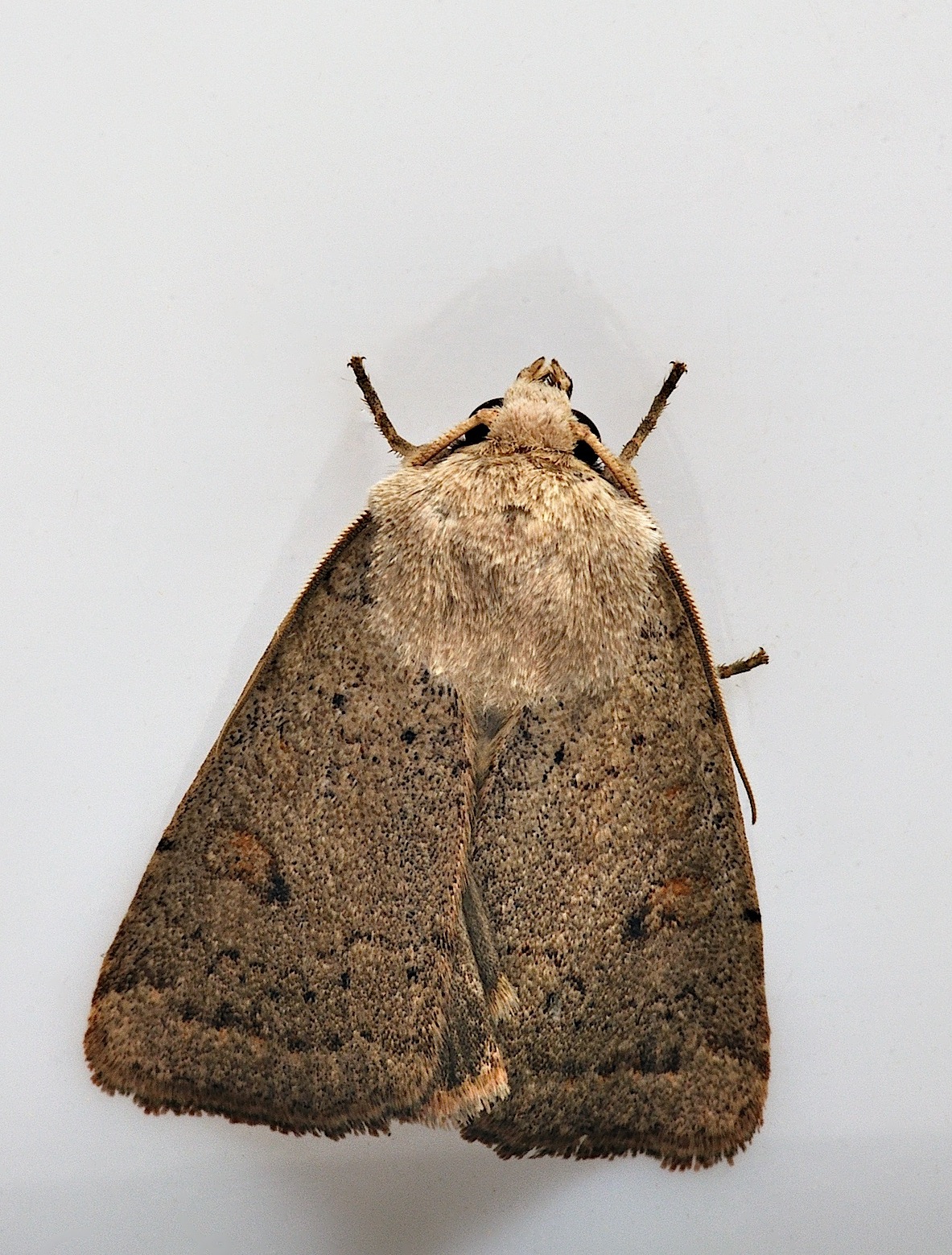 Foto B038323, © Adriaan van Os, Corsavy 22-09-2017, H�he 800 m, Xestia castanea