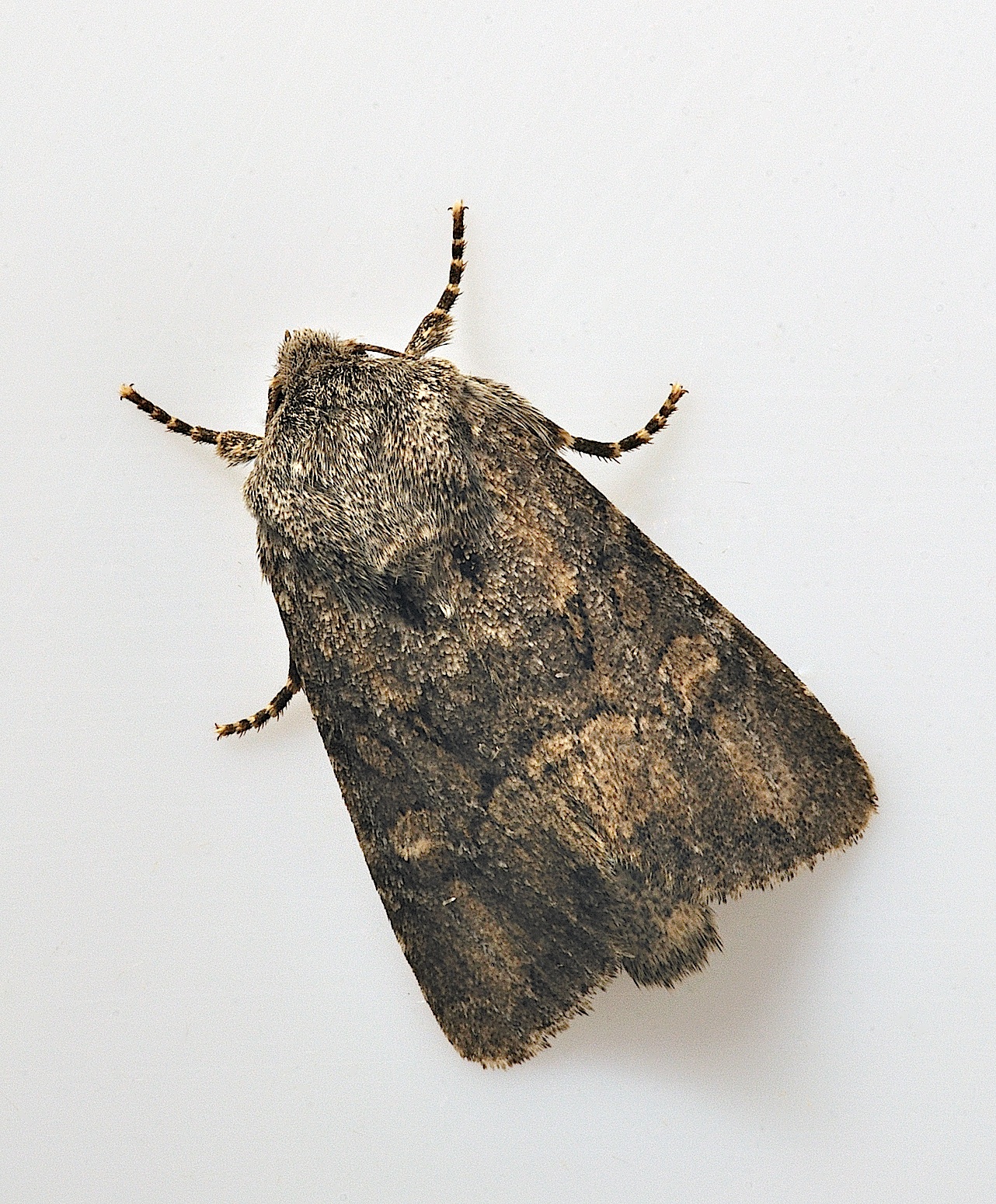 photo B038421, © Adriaan van Os, Corsavy 23-09-2017, altitude 800 m, Luperina testacea