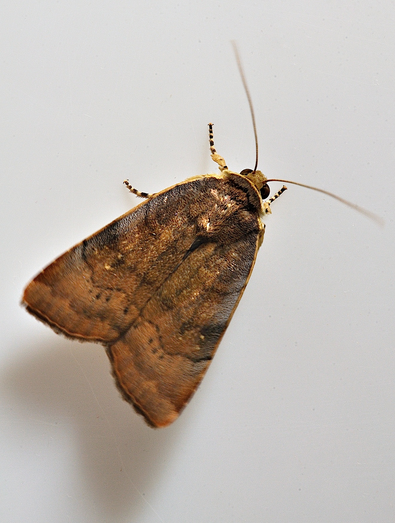 photo B038440, © Adriaan van Os, Corsavy 23-09-2017, altitude 800 m, Noctua janthe