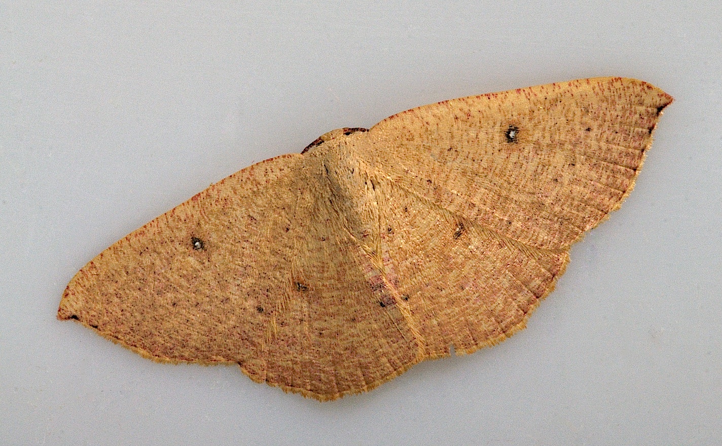 photo B038532, © Adriaan van Os, Corsavy 23-09-2017, altitude 800 m, Cyclophora puppillaria ?