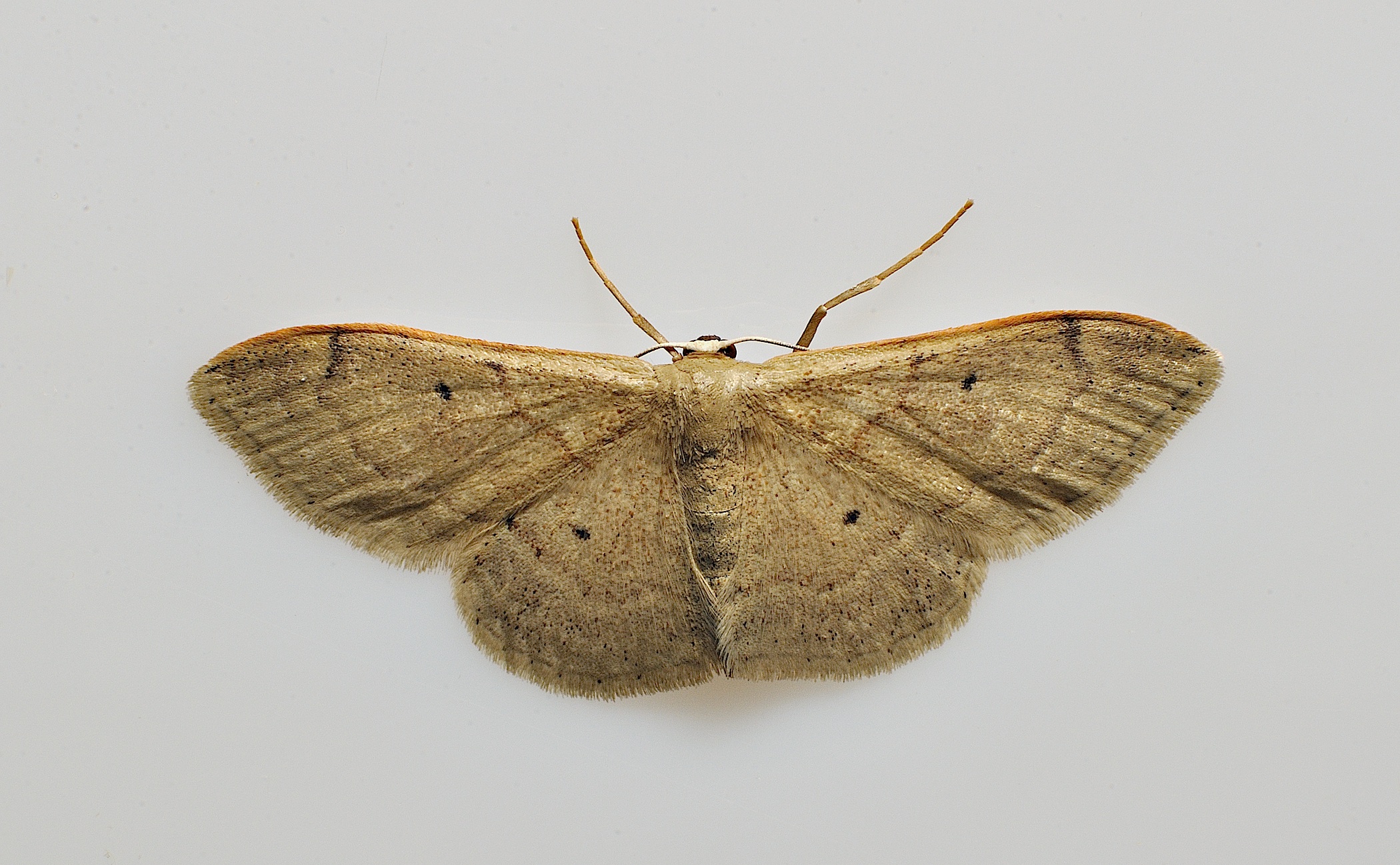 foto B038562, © Adriaan van Os, Corsavy 23-09-2017, altitud 800 m, Idaea degeneraria