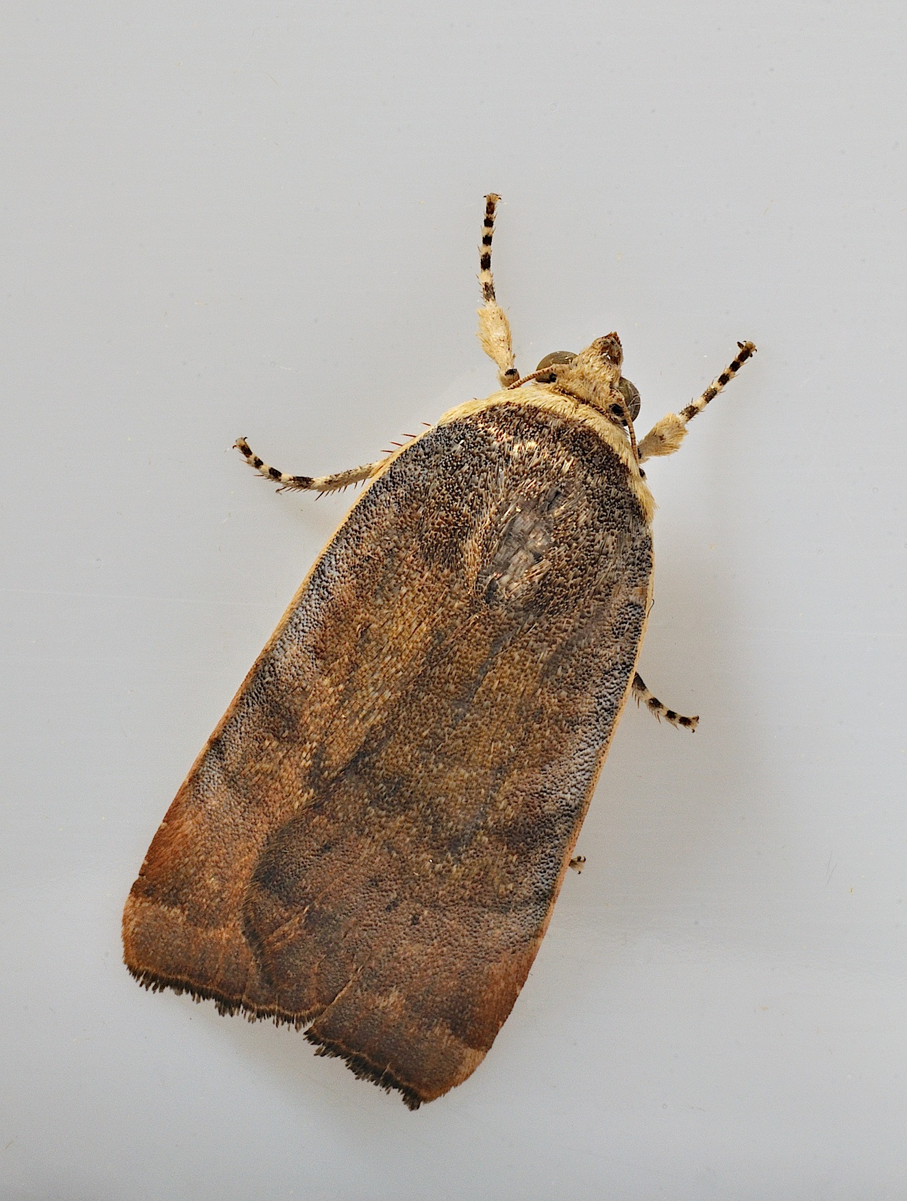 photo B038632, © Adriaan van Os, Corsavy 24-09-2017, altitude 800 m, Noctua janthe