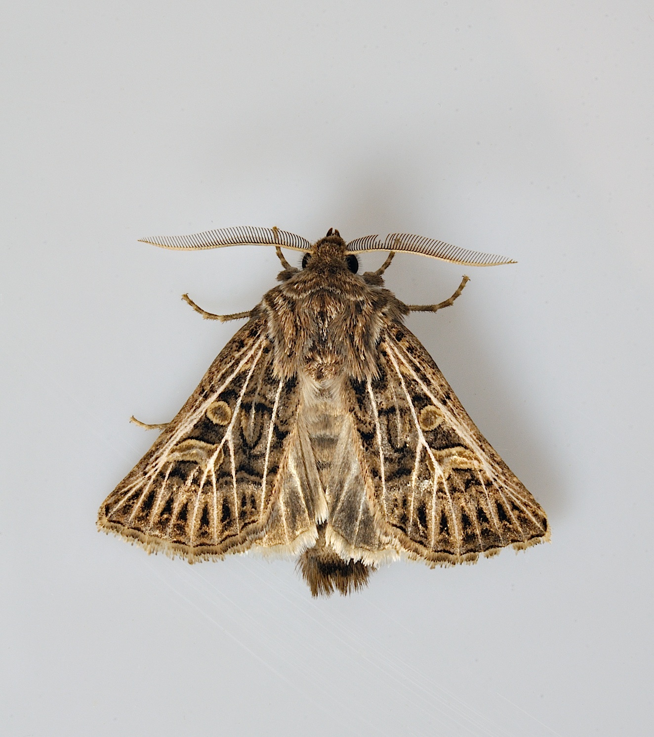 foto B038703, © Adriaan van Os, Corsavy 24-09-2017, altitud 800 m, ♂ Tholera decimalis