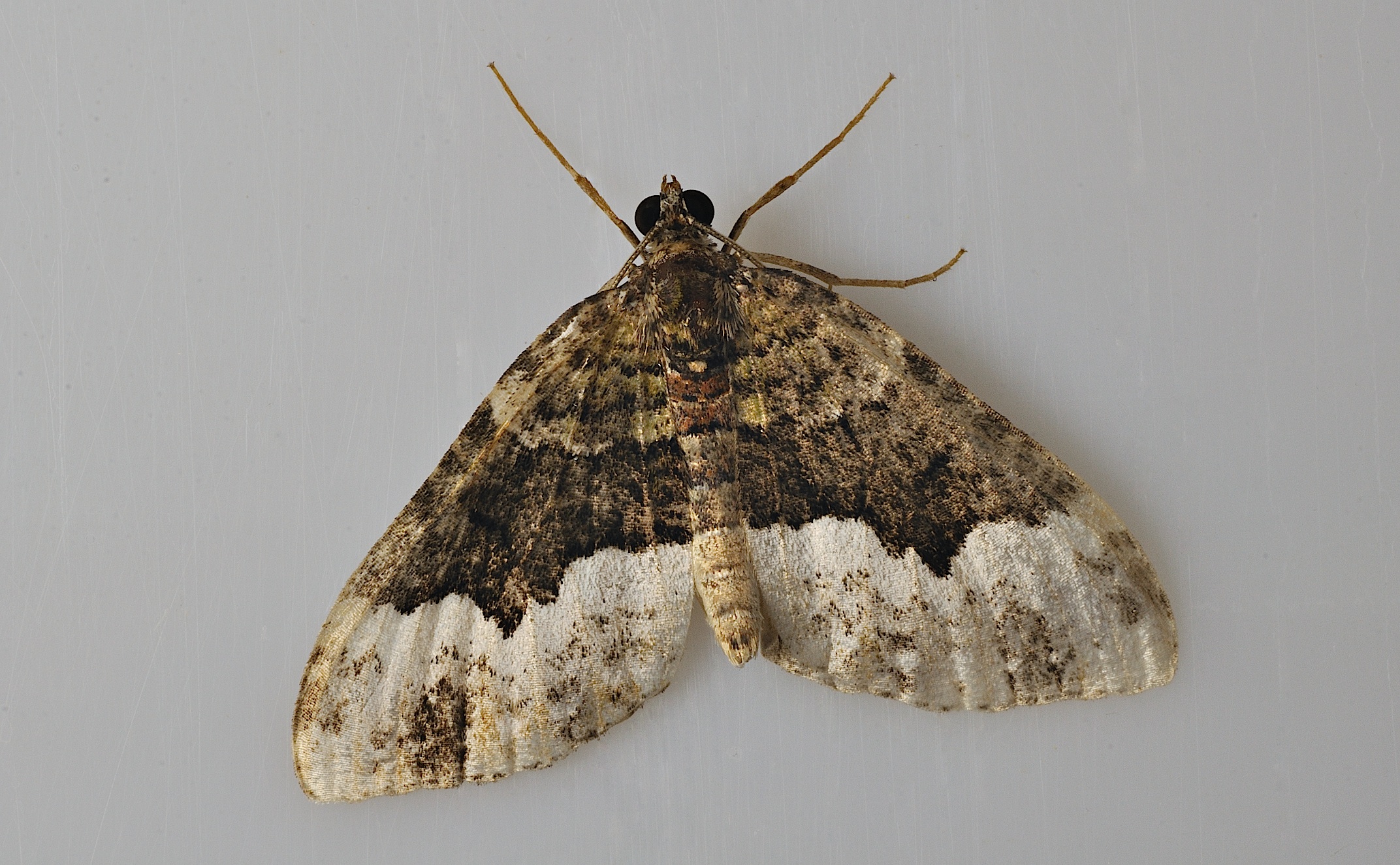 photo B038755, © Adriaan van Os, Corsavy 24-09-2017, altitude 800 m, Euphyia biangulata