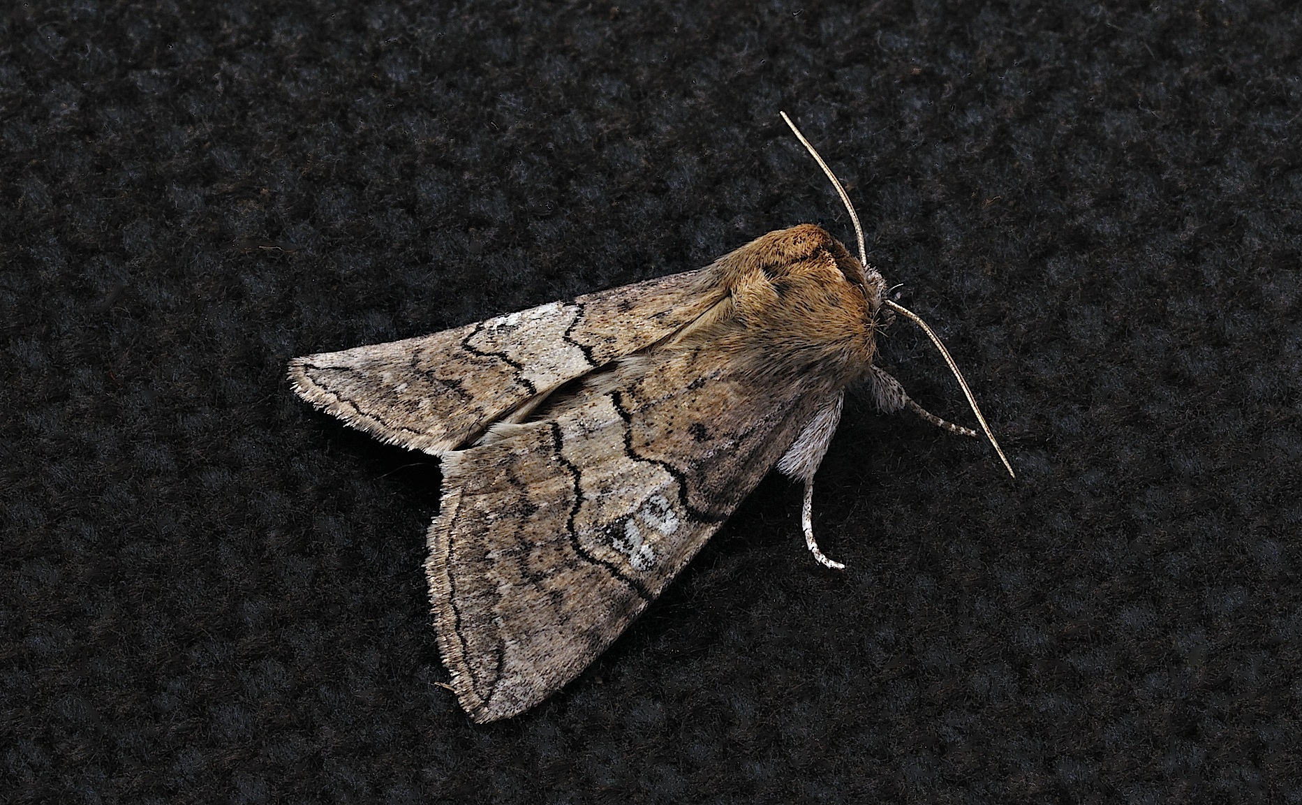 photo B038842, © Adriaan van Os, Corsavy 24-09-2017, altitudo 800 m, Tethea ocularis