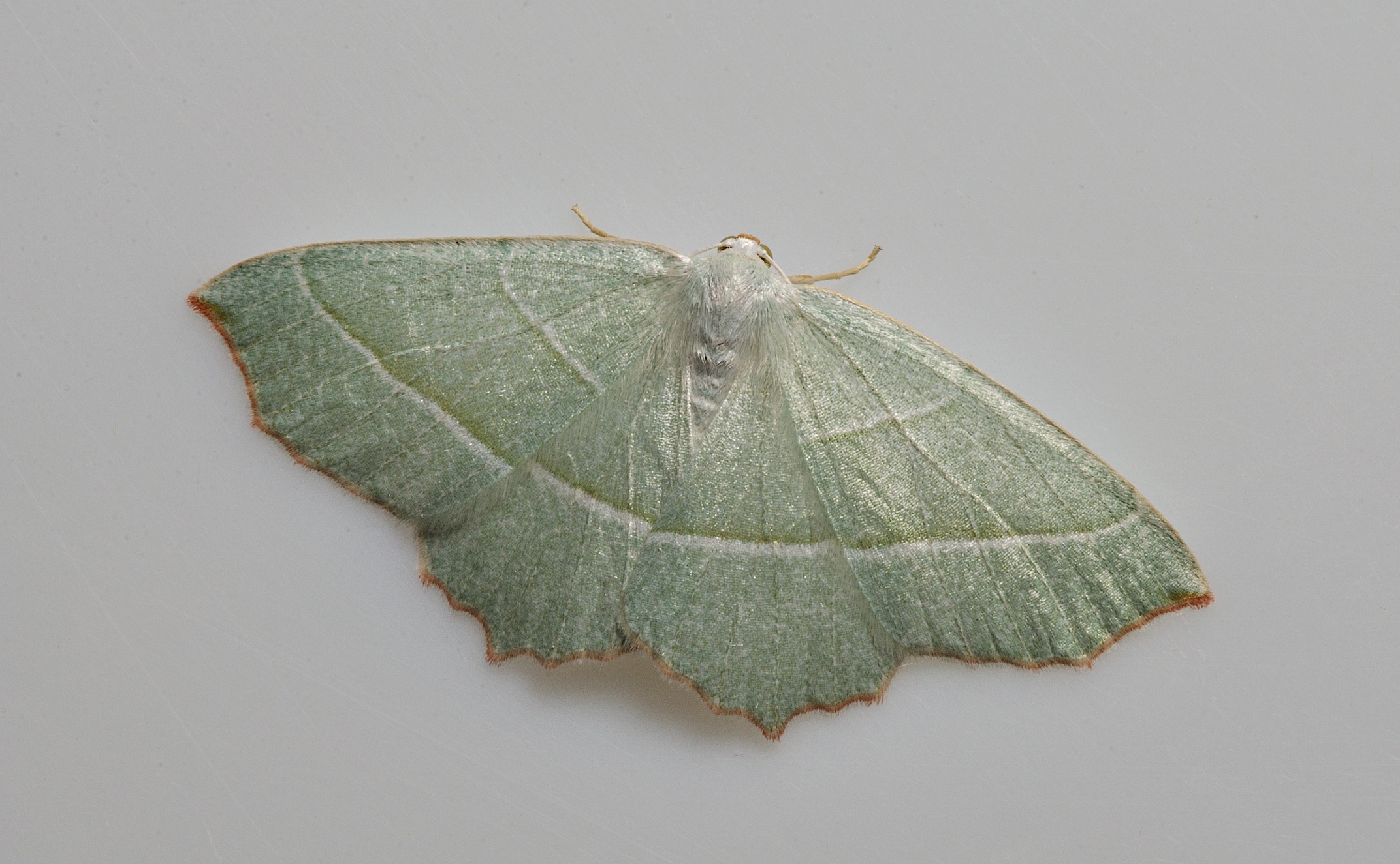 foto B038879, © Adriaan van Os, Corsavy 24-09-2017, altitud 800 m, Campaea margaritaria