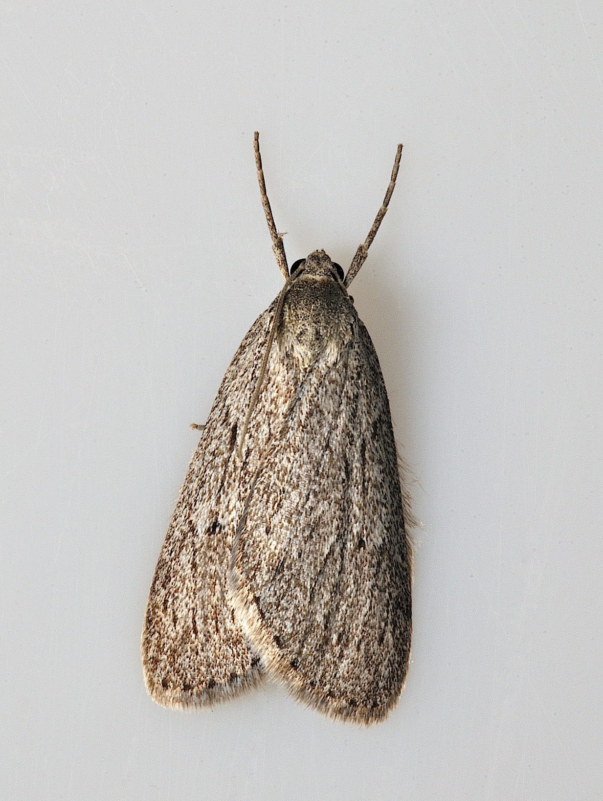 photo B038982, © Adriaan van Os, Corsavy 24-09-2017, altitudo 800 m, Pachycnemia hippocastanaria