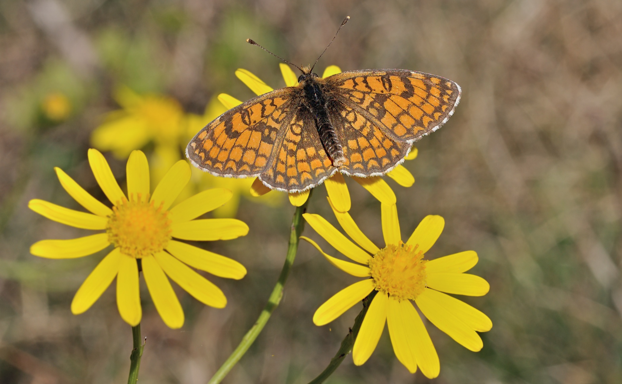 photo B039443, © Adriaan van Os, Corsavy 07-10-2017, altitudo 950 m, ♂ Melitaea deione
