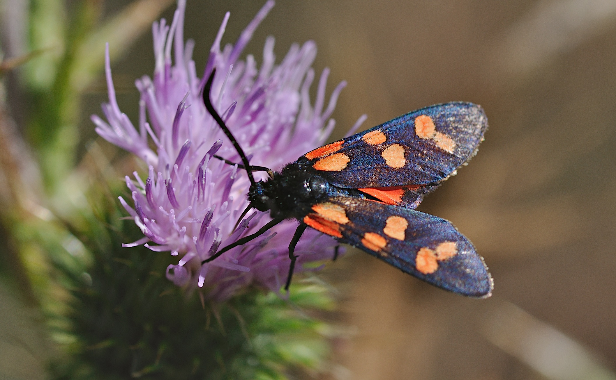 foto B039493, © Adriaan van Os, Corsavy 09-10-2017, altitud 950 m, Zygaena transalpina