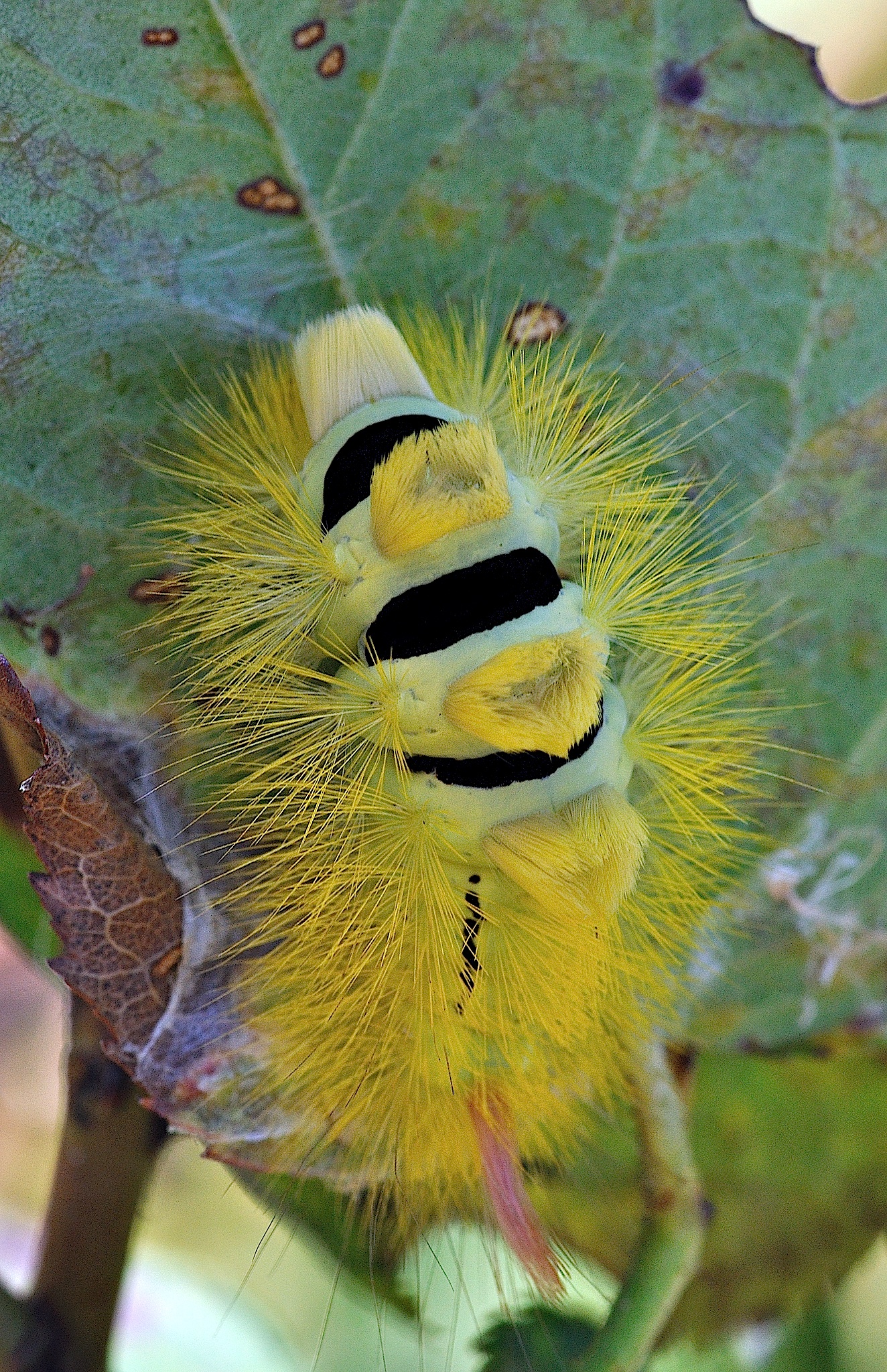foto B039562, © Adriaan van Os, Corsavy 12-10-2017, altitud 800 m, Calliteara pudibunda
