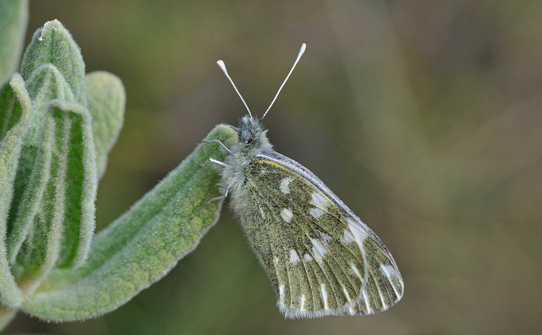 photo B040218, © Adriaan van Os, Beniali, Spanje 30-01-2018, altitudo 600 m, ♀ Pontia daplidice