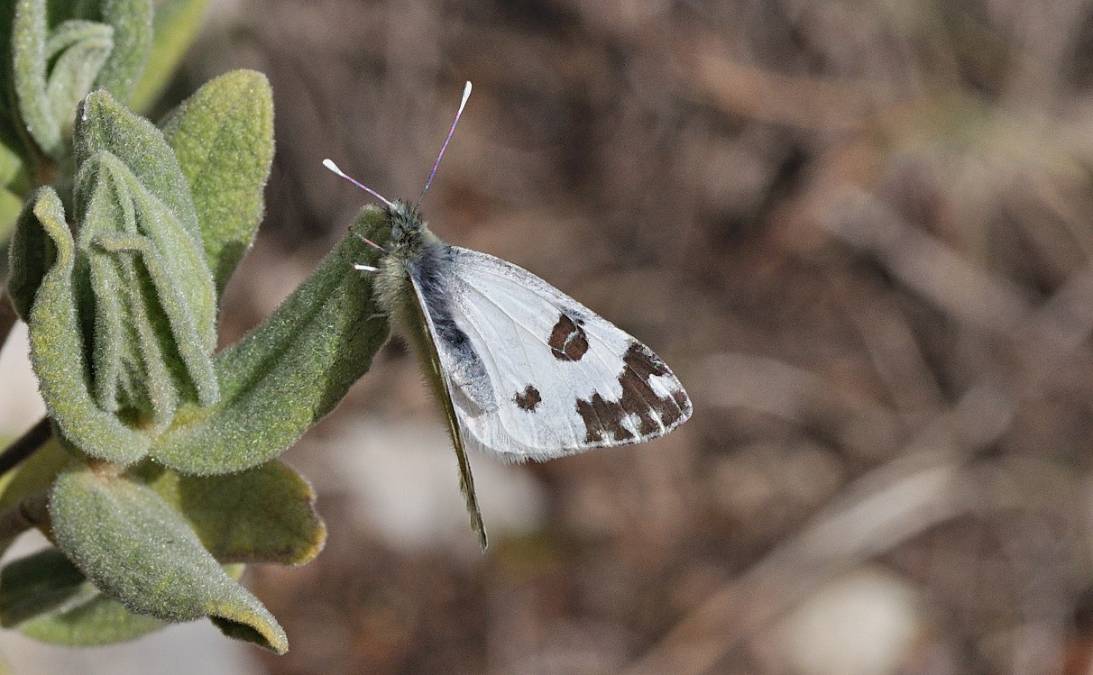 photo B040227, © Adriaan van Os, Beniali, Spanje 30-01-2018, altitude 600 m, ♀ Pontia daplidice