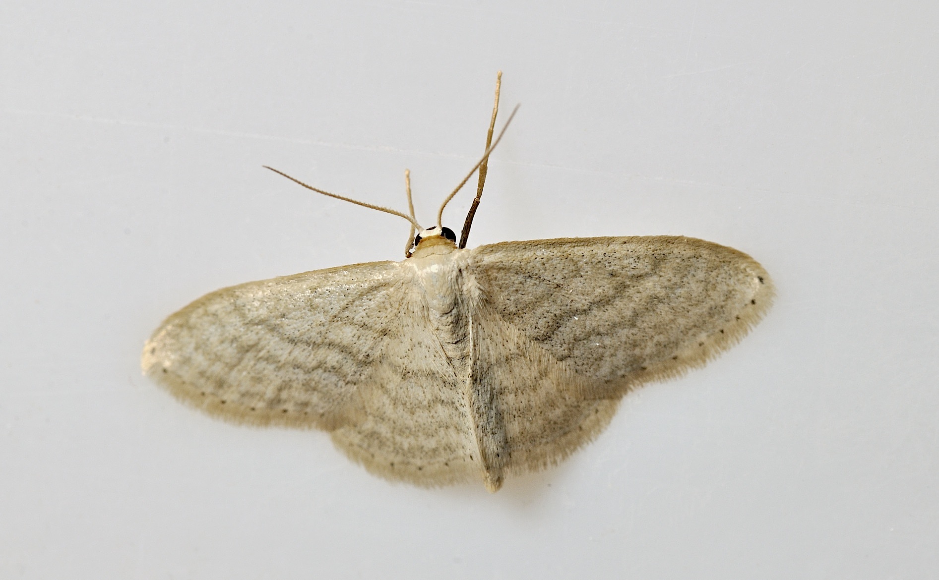 photo B042055, © Adriaan van Os, Corsavy 16-05-2018, altitude 800 m, Idaea subsericeata