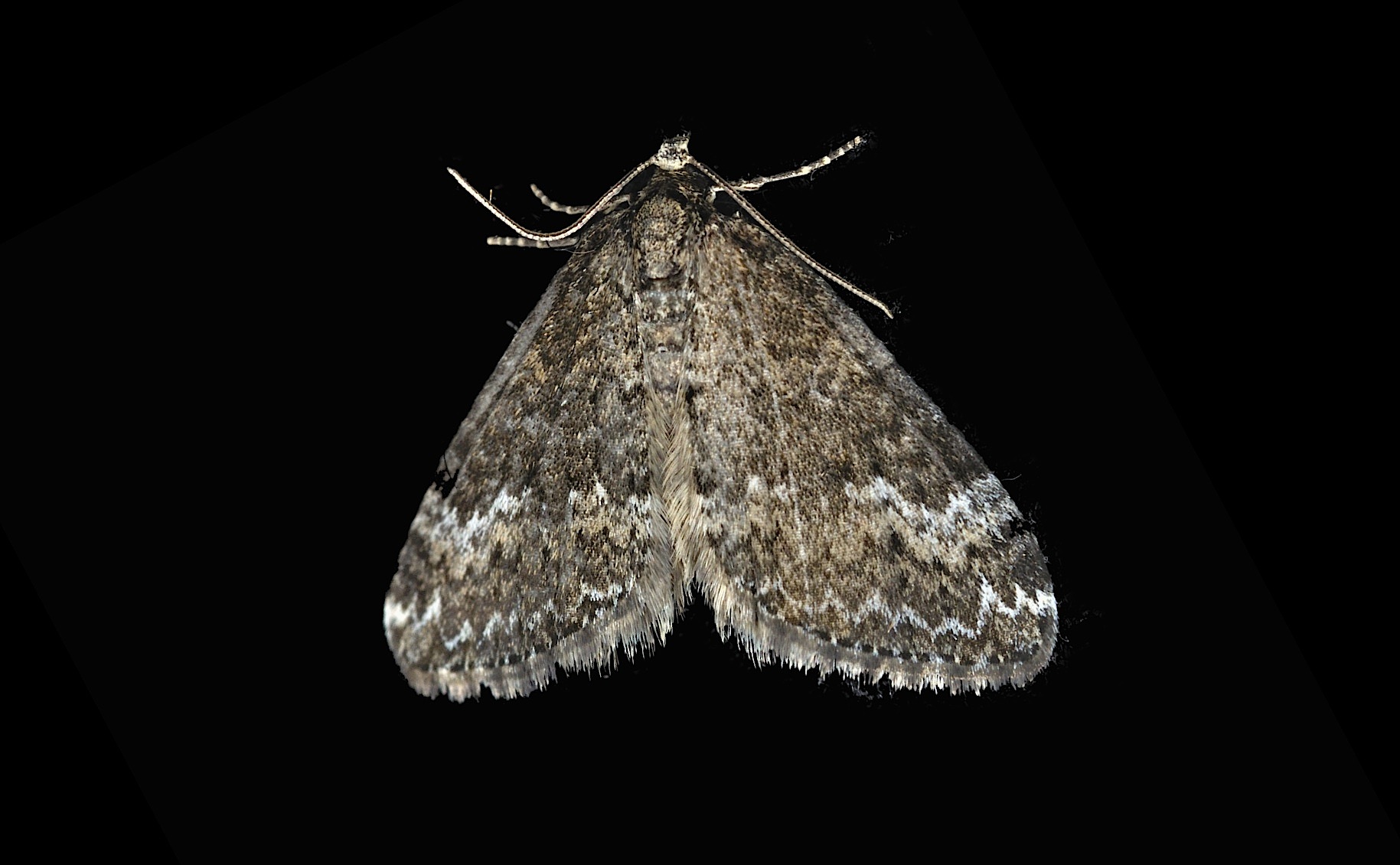 foto B042498, © Adriaan van Os, Corsavy 17-05-2018, hoogte 800 m, Perizoma hydrata