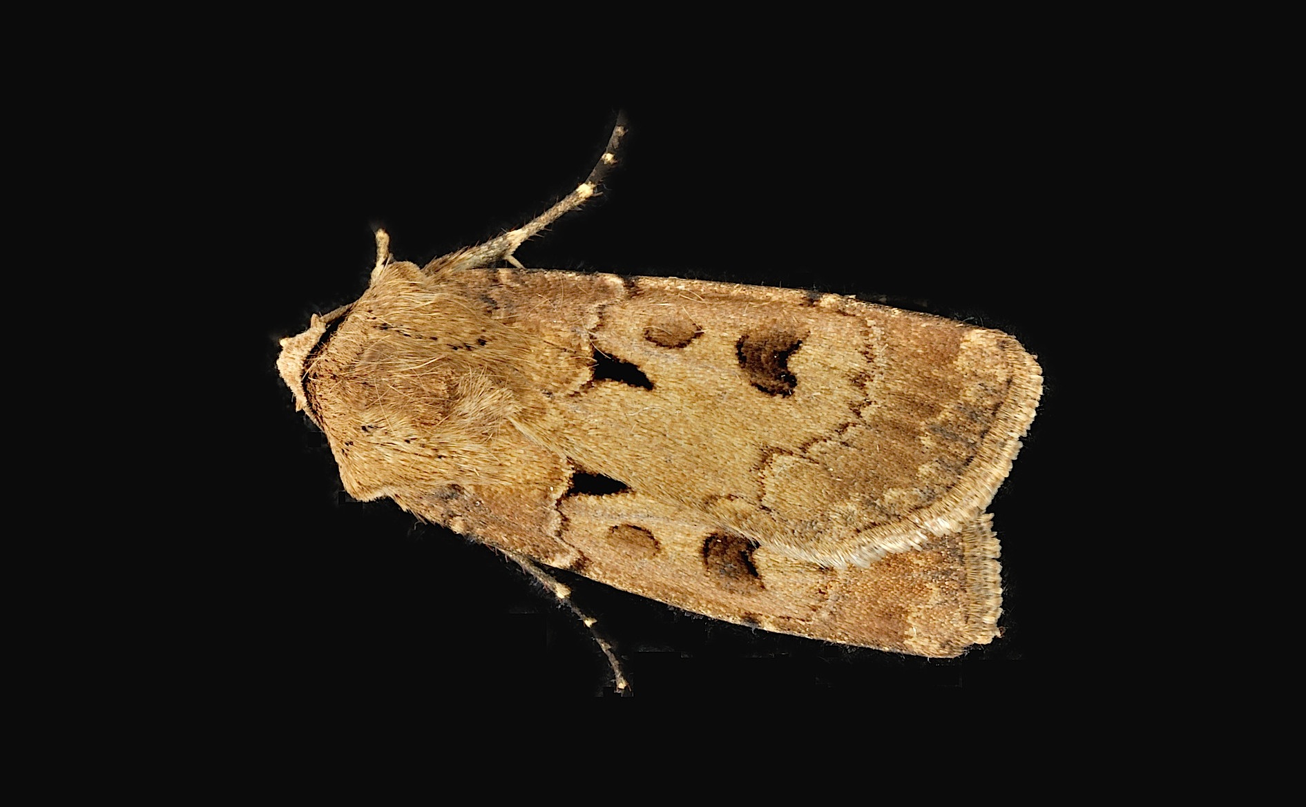 photo B042543, © Adriaan van Os, Corsavy 18-05-2018, altitude 800 m, Agrotis exclamationis