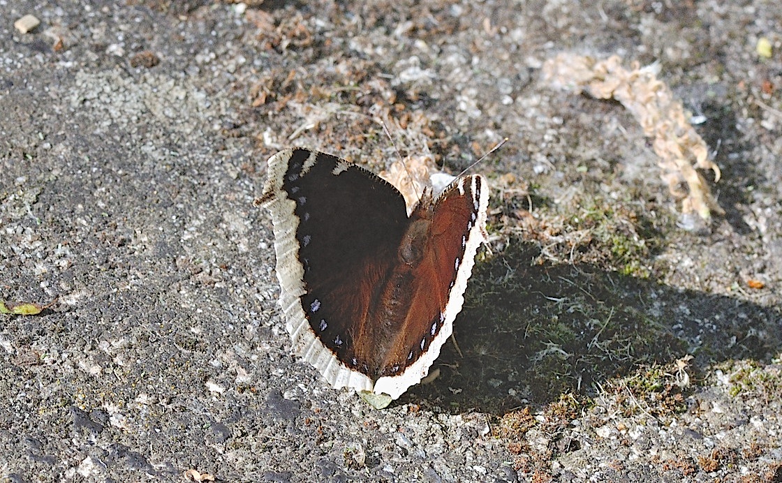 photo B042978, © Adriaan van Os, Corsavy 24-05-2018, altitudo 1100 m, Nymphalis antiopa