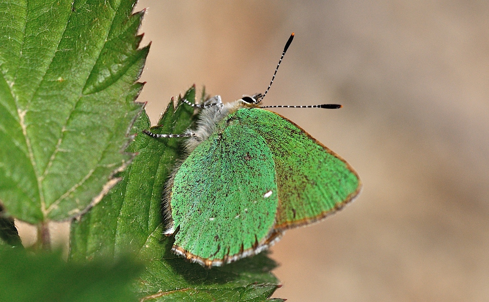 foto B043353, © Adriaan van Os, Corsavy 27-05-2018, altitud 1300 m, Callophrys rubi