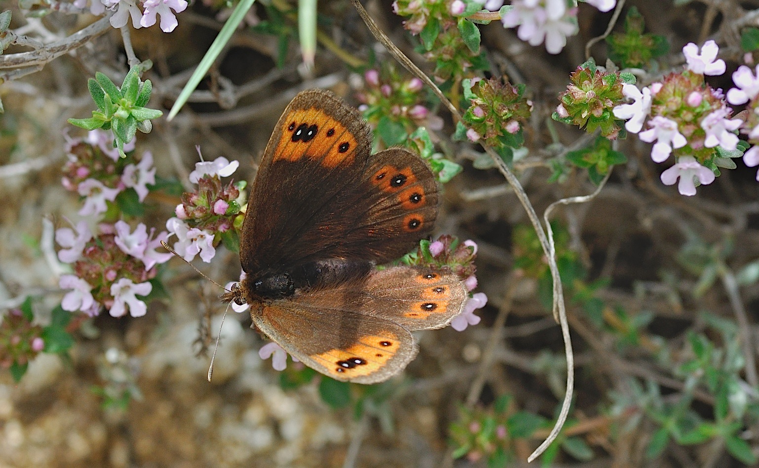 Foto B043378, © Adriaan van Os, Corsavy 27-05-2018, H�he 1300 m, ♀ Erebia triaria