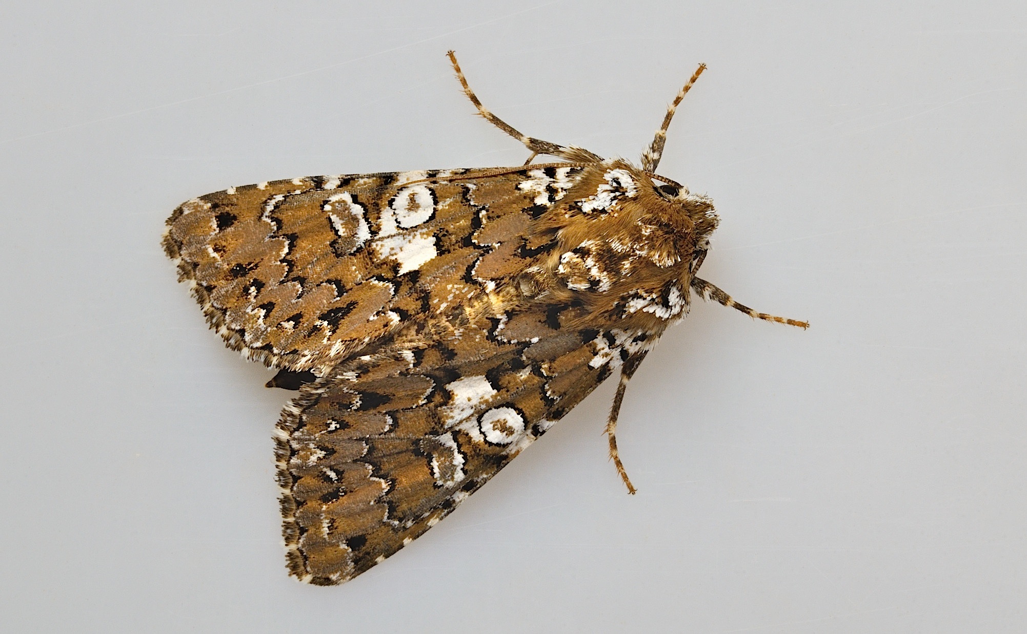 photo B043709, © Adriaan van Os, Corsavy 29-05-2018, altitude 800 m, Hadena albimacula