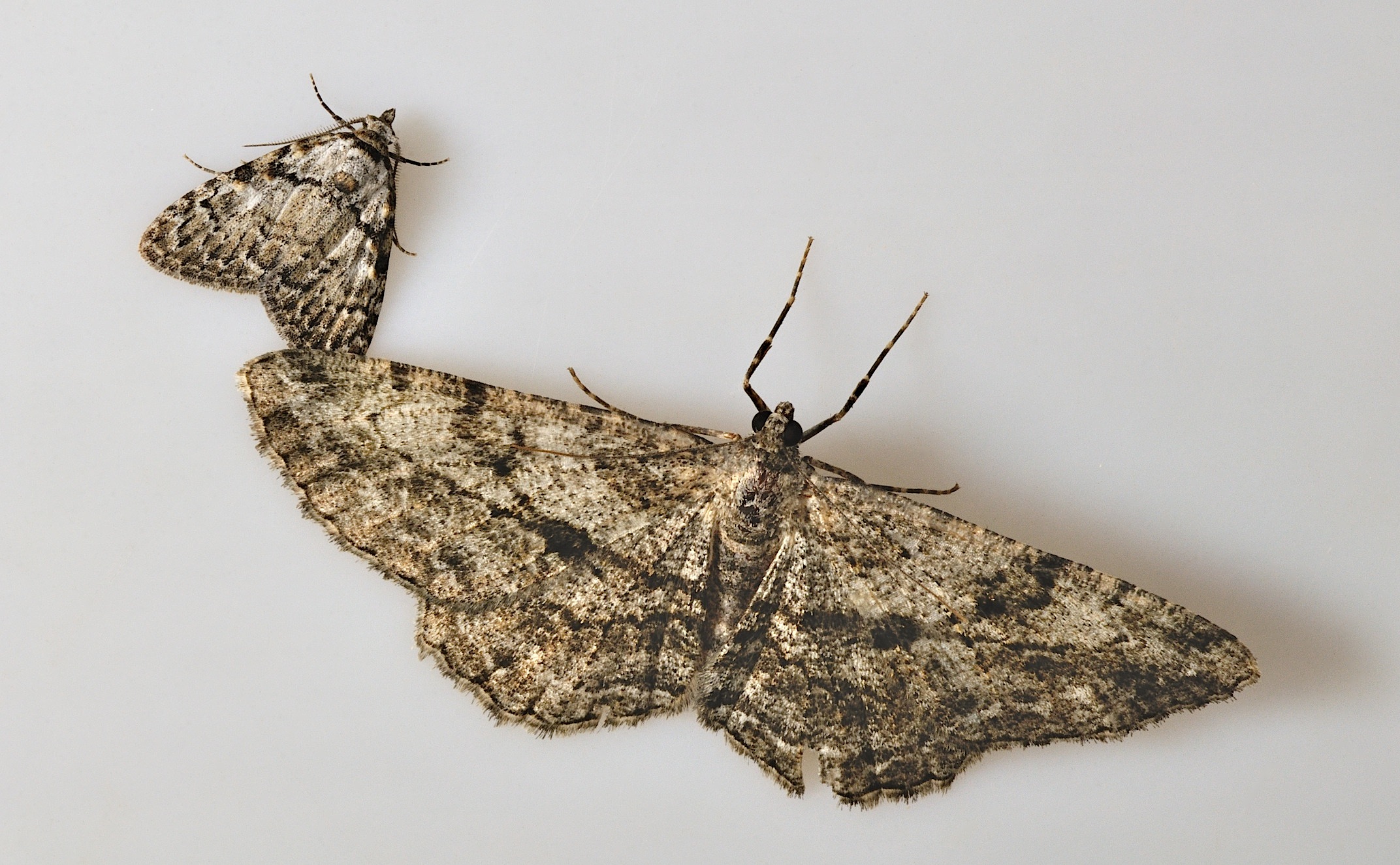 photo B043822, © Adriaan van Os, Corsavy 29-05-2018, altitude 800 m, Meganola strigula (en haut � gauche) avec Peribatodes rhomboidaria (en bas)