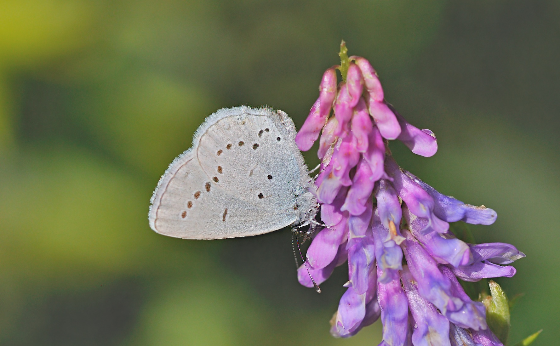 photo B044040, © Adriaan van Os, Corsavy 01-06-2018, altitude 800 m, Cupido alcetas