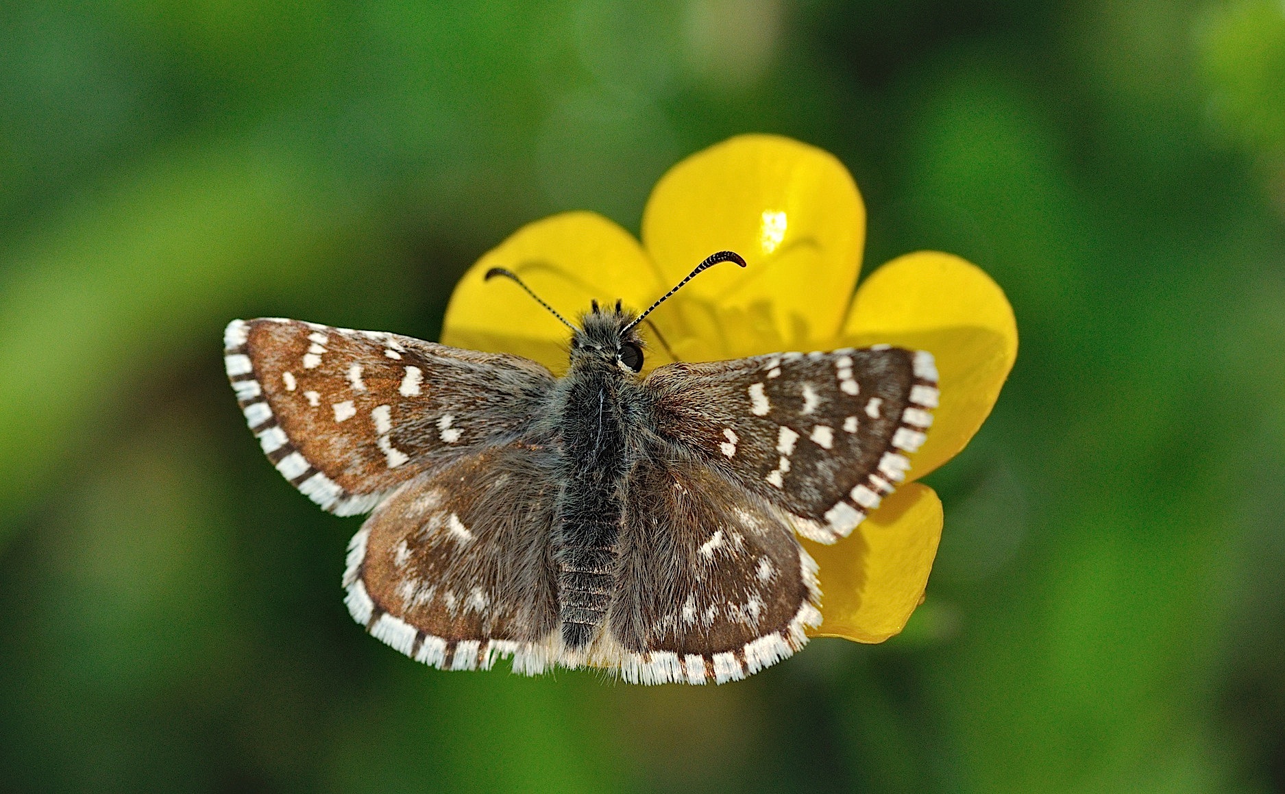 Foto B044157, © Adriaan van Os, Corsavy 02-06-2018, H�he 800 m, ♂ Pyrgus malvoides