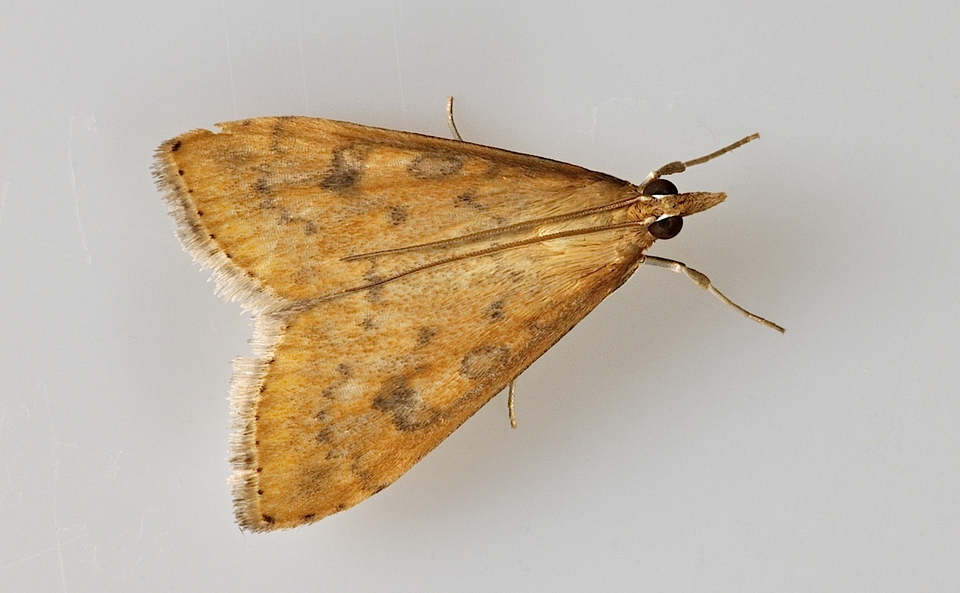 Foto B044431, © Adriaan van Os, Corsavy 02-06-2018, H�he 800 m, Udea ferrugalis