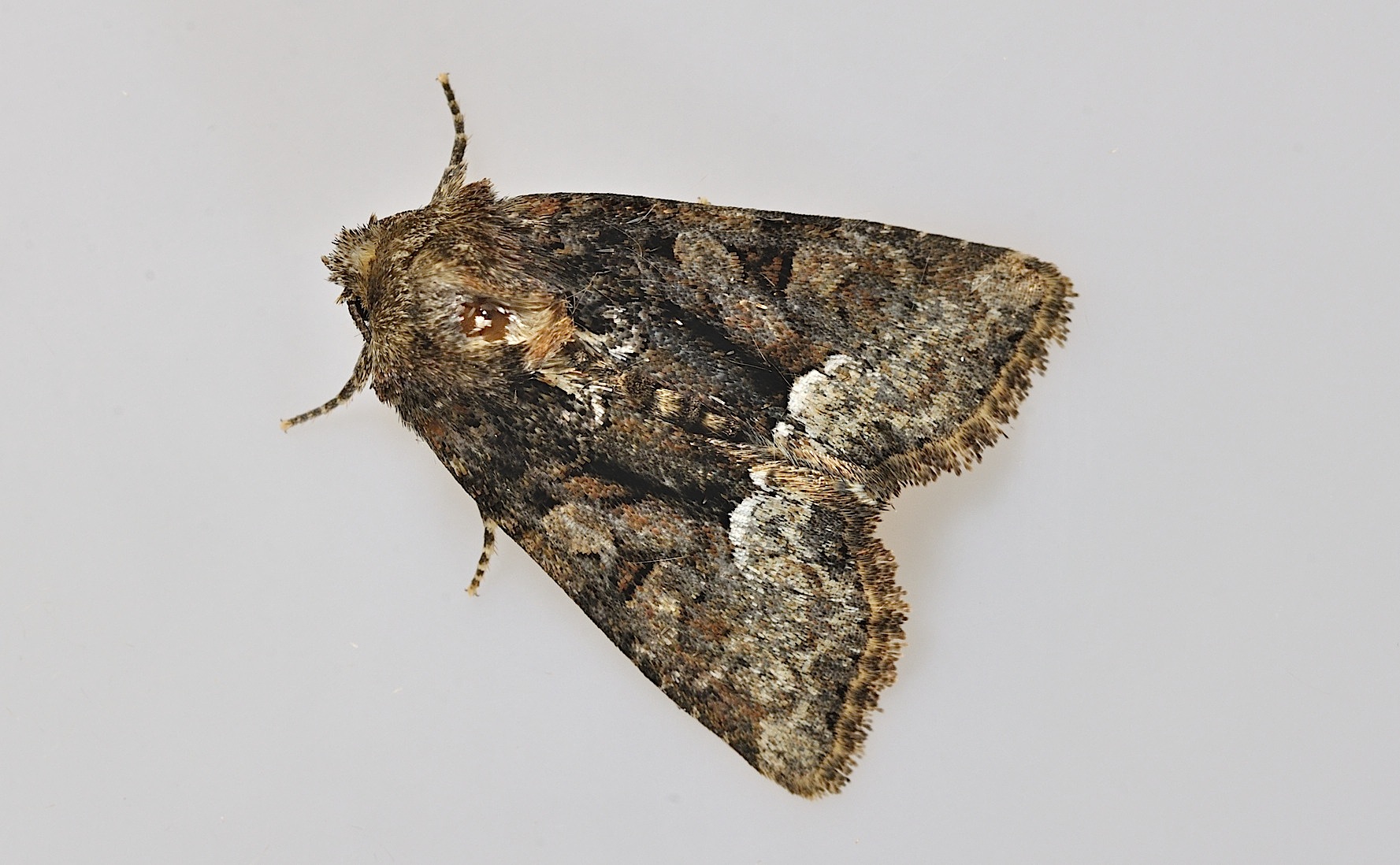foto B044474, © Adriaan van Os, Corsavy 03-06-2018, altitud 800 m, Oligia latruncula