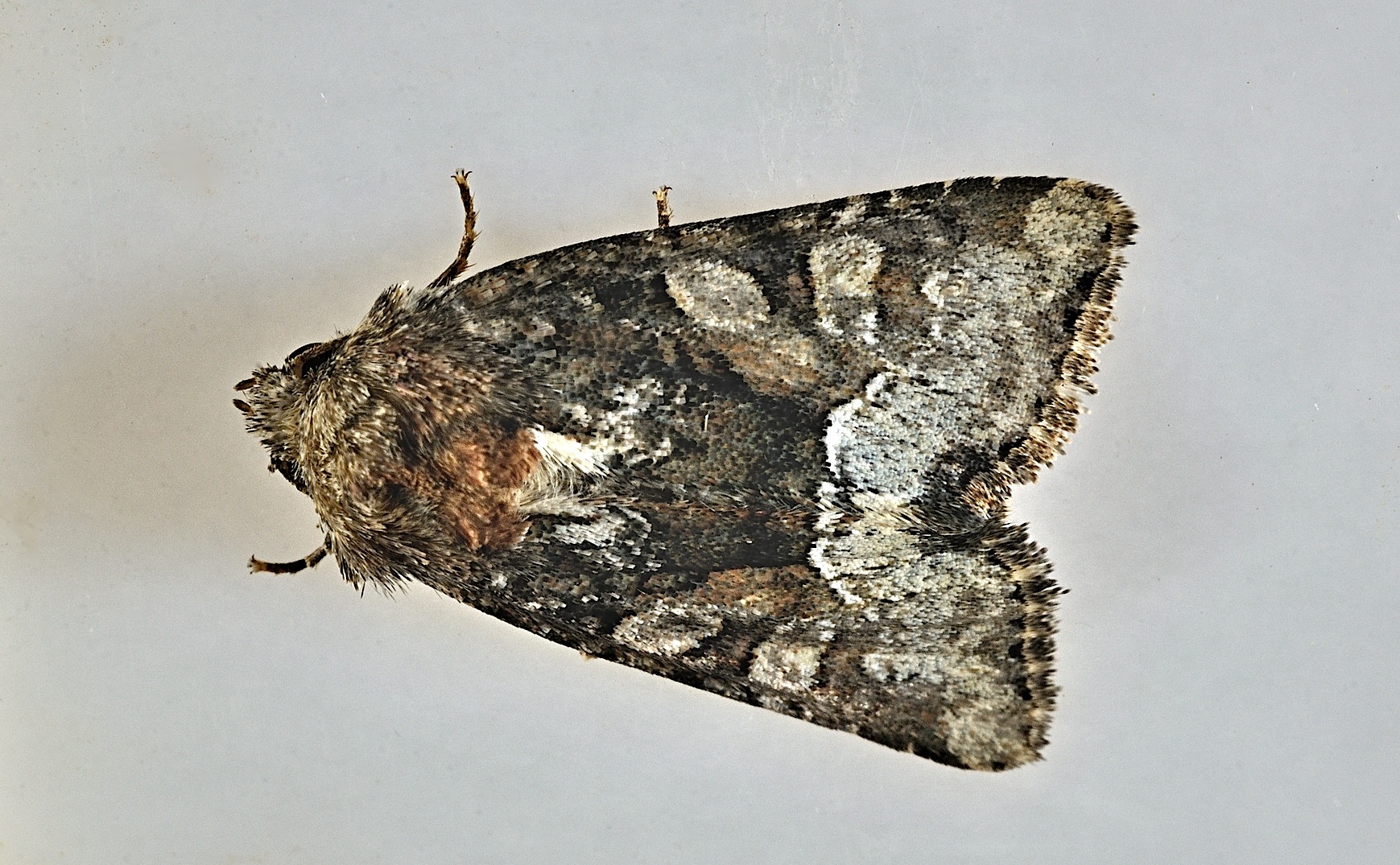 foto B044509, © Adriaan van Os, Corsavy 03-06-2018, altitud 800 m, Oligia versicolor