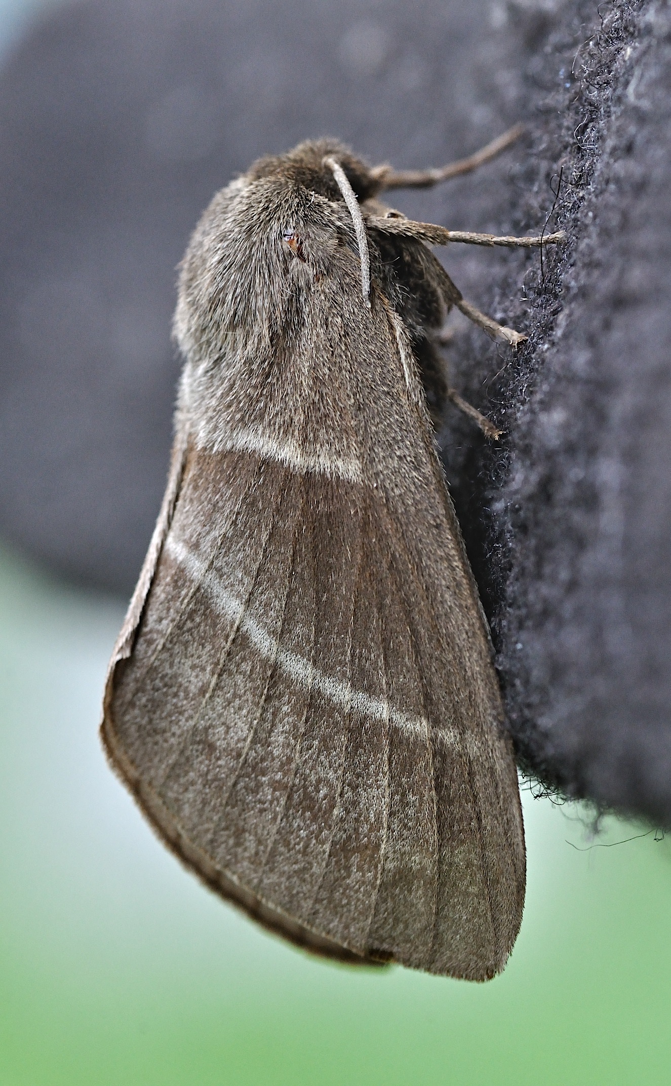foto B044570, © Adriaan van Os, Corsavy 03-06-2018, altitud 800 m, Macrothylacia rubi