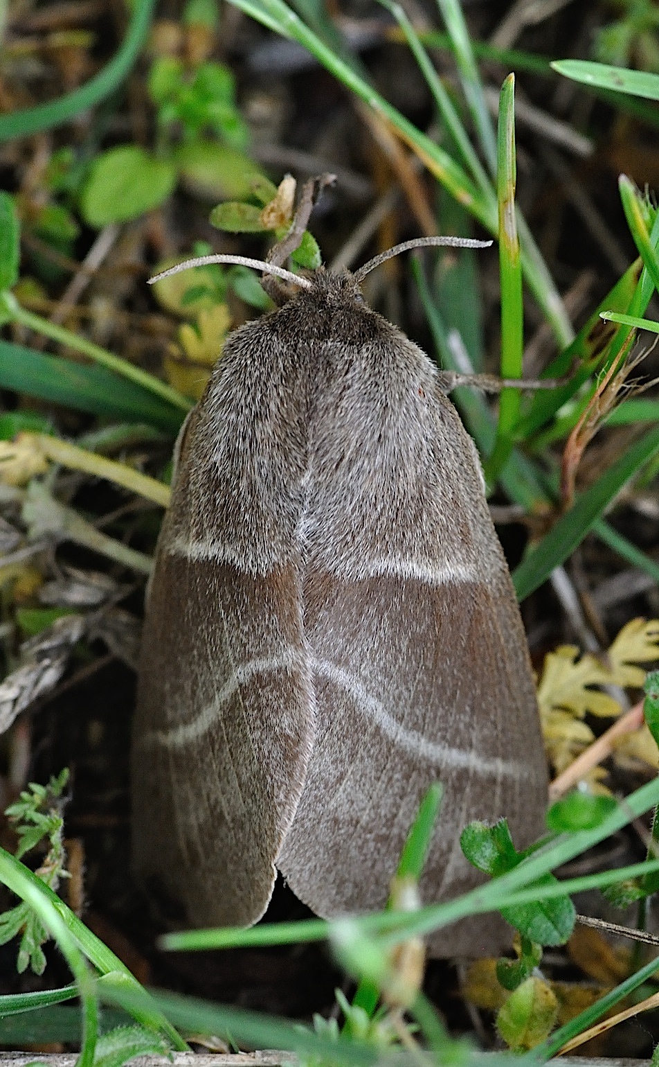 photo B044655, © Adriaan van Os, Corsavy 03-06-2018, altitudo 800 m, Macrothylacia rubi