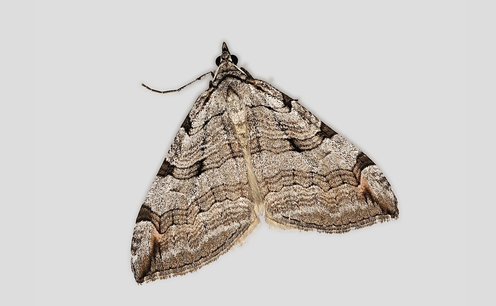 Foto B044674, © Adriaan van Os, Corsavy 04-06-2018, H�he 800 m, Aplocera plagiata