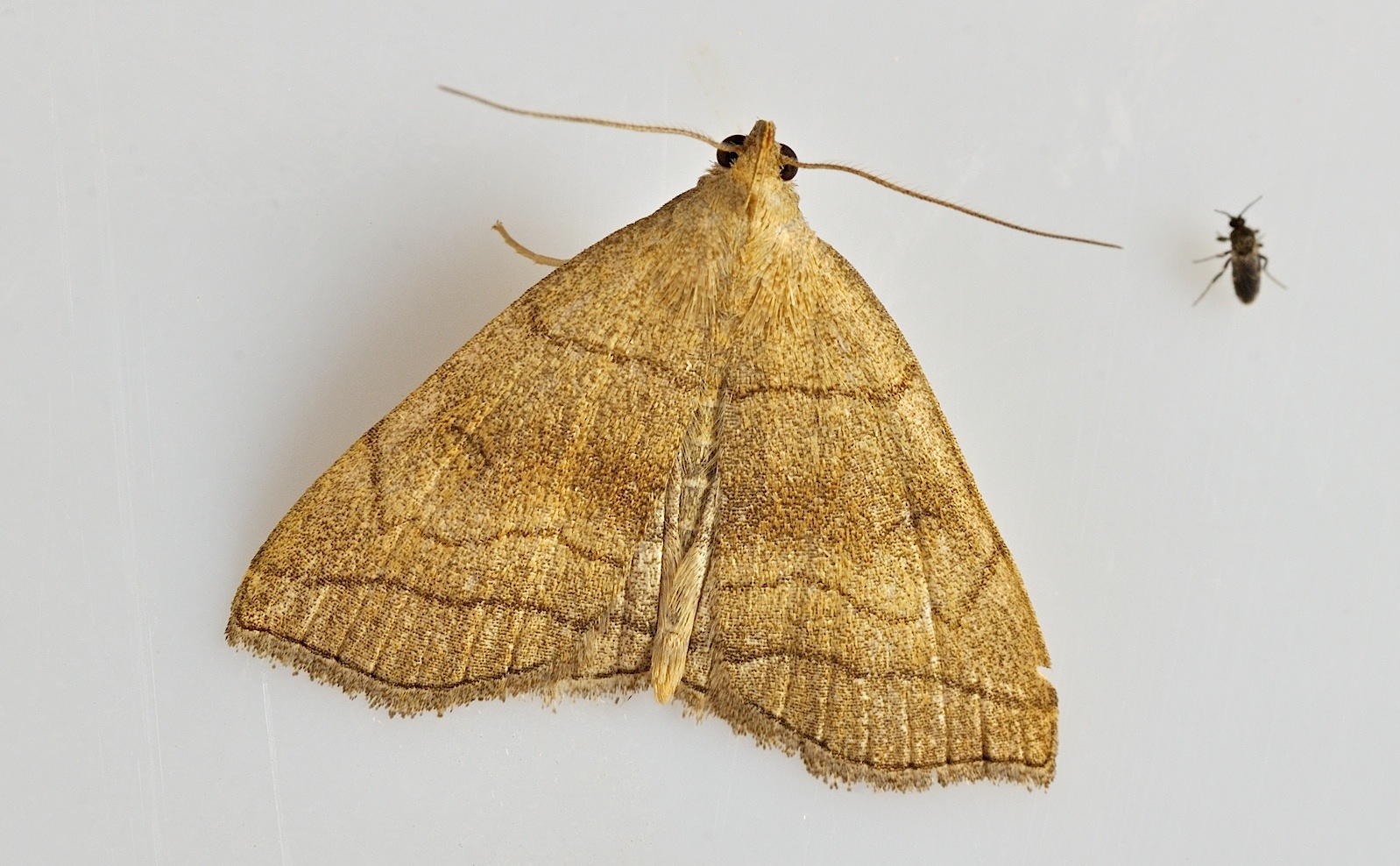 foto B044715, © Adriaan van Os, Corsavy 04-06-2018, hoogte 800 m, Herminia tarsicrinalis