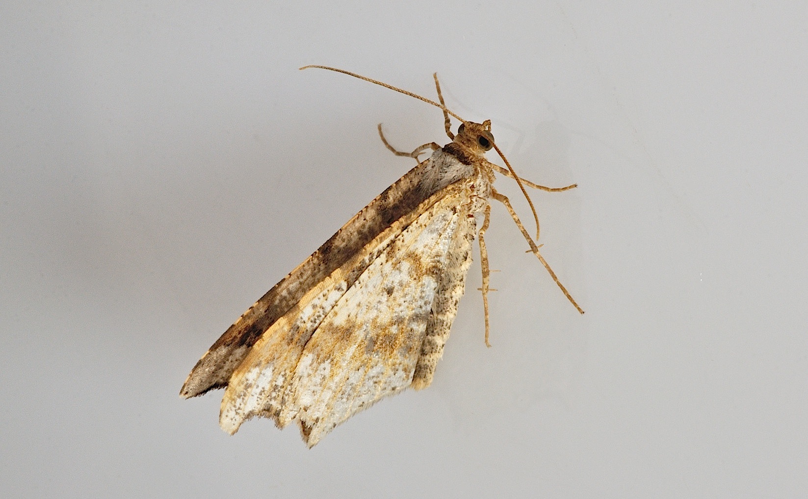 photo B044782, © Adriaan van Os, Corsavy 04-06-2018, altitudo 800 m, Macaria alternata uel Macaria notata