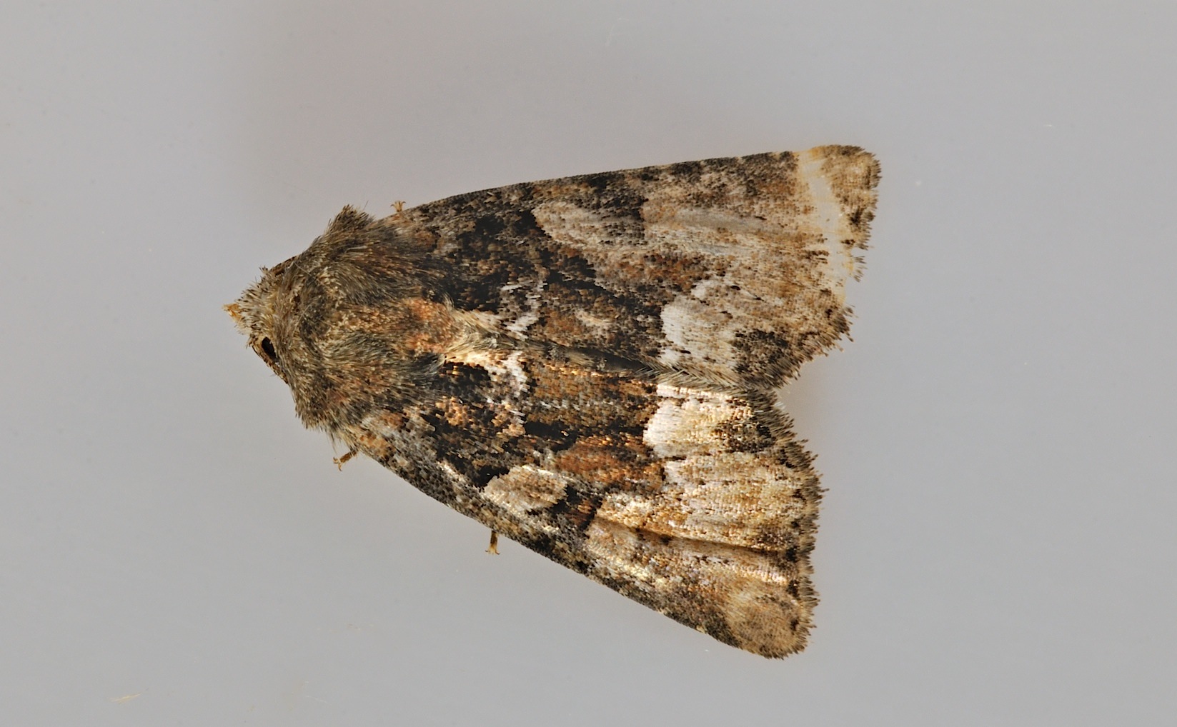 foto B044800, © Adriaan van Os, Corsavy 04-06-2018, altitud 800 m, Oligia versicolor