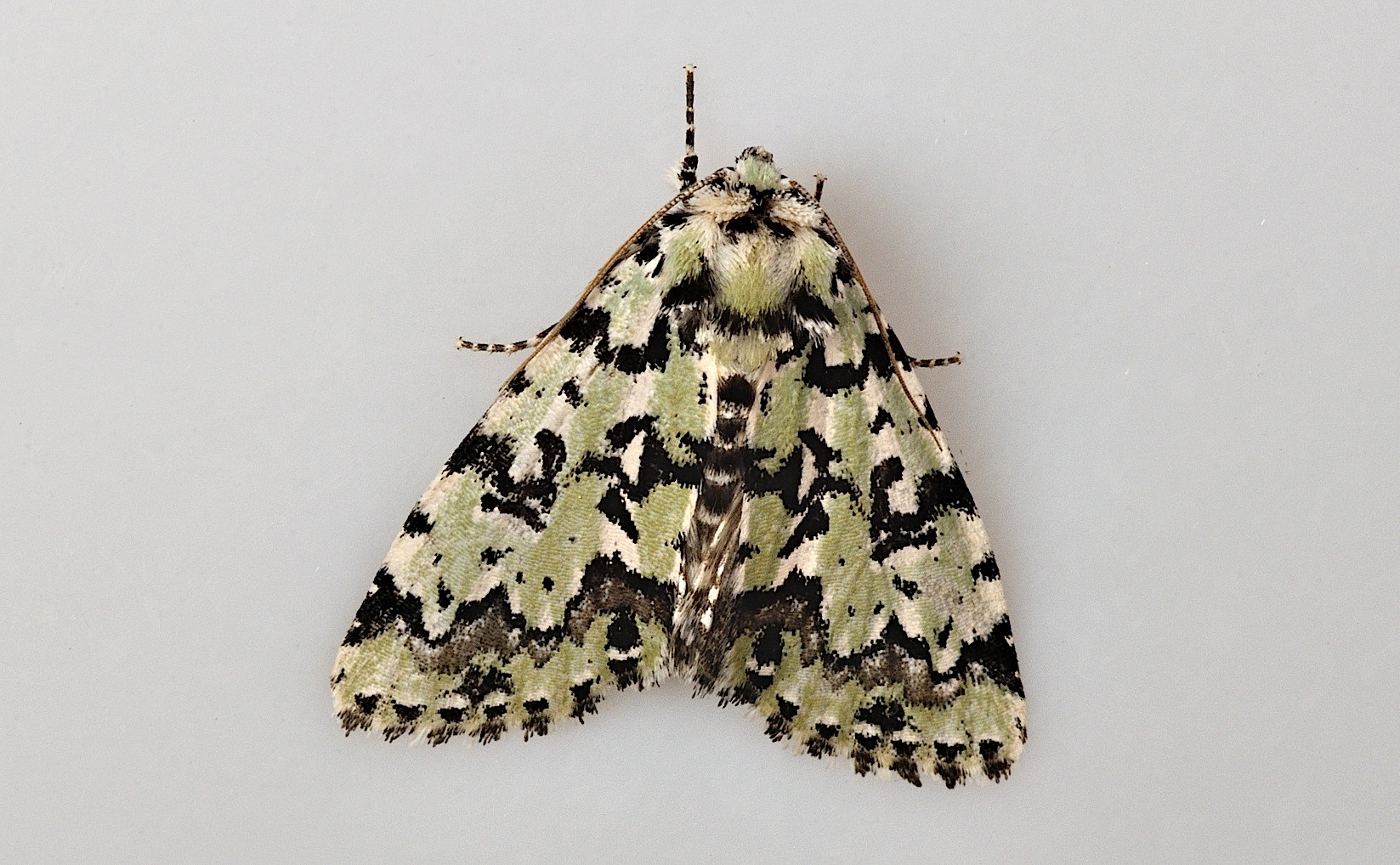 photo B044810, © Adriaan van Os, Corsavy 04-06-2018, altitudo 800 m, Moma alpium