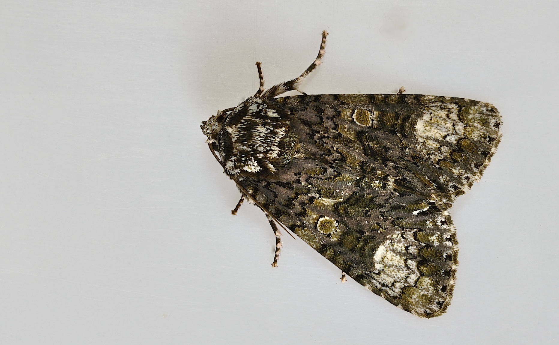 foto B044915, © Adriaan van Os, Corsavy 06-06-2018, altitud 800 m, Craniophora ligustri