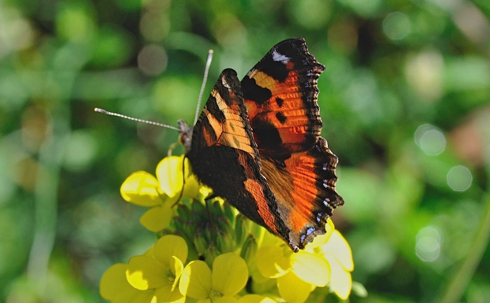 Foto B045169, © Adriaan van Os, Corsavy 08-06-2018, H�he 1300 m, Aglais urticae