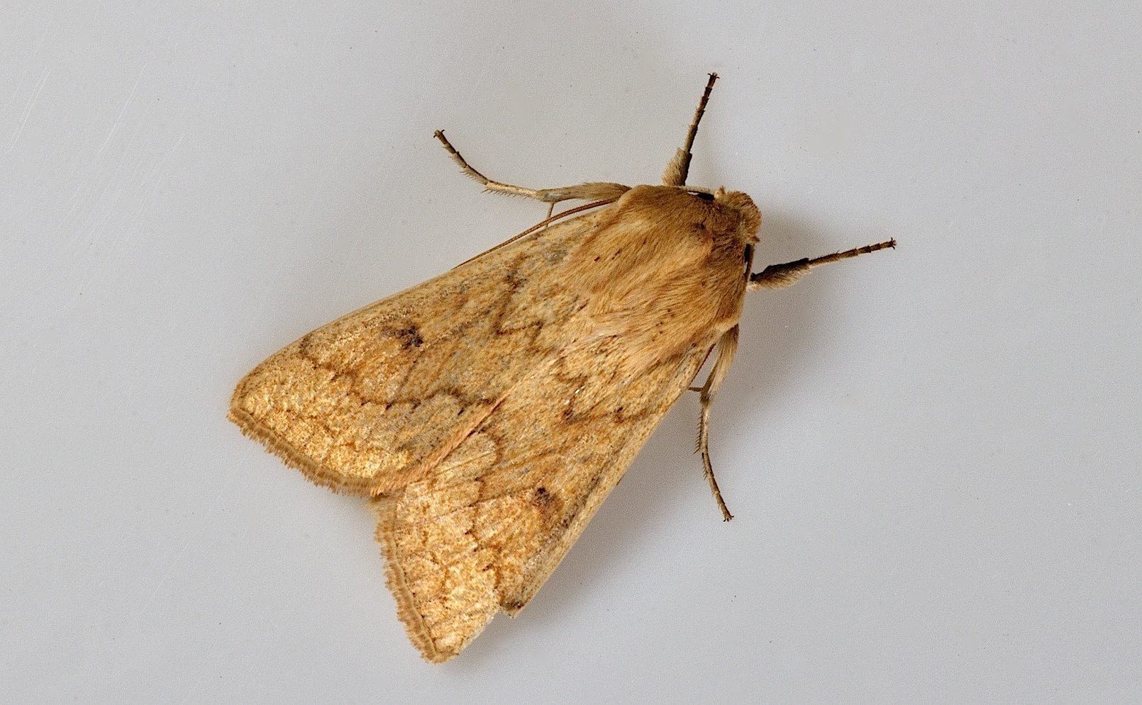 photo B045495, © Adriaan van Os, Corsavy 09-06-2018, altitudo 800 m, Mythimna vitellina