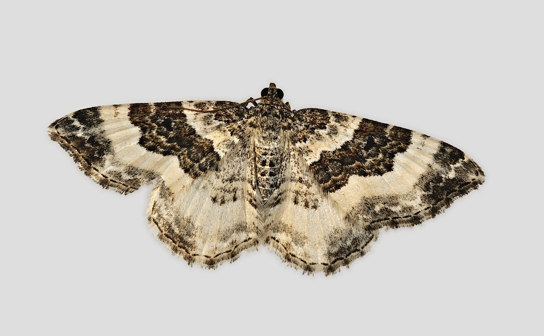 photo B045563, © Adriaan van Os, Corsavy 09-06-2018, altitudo 800 m, Epirrhoe rivata