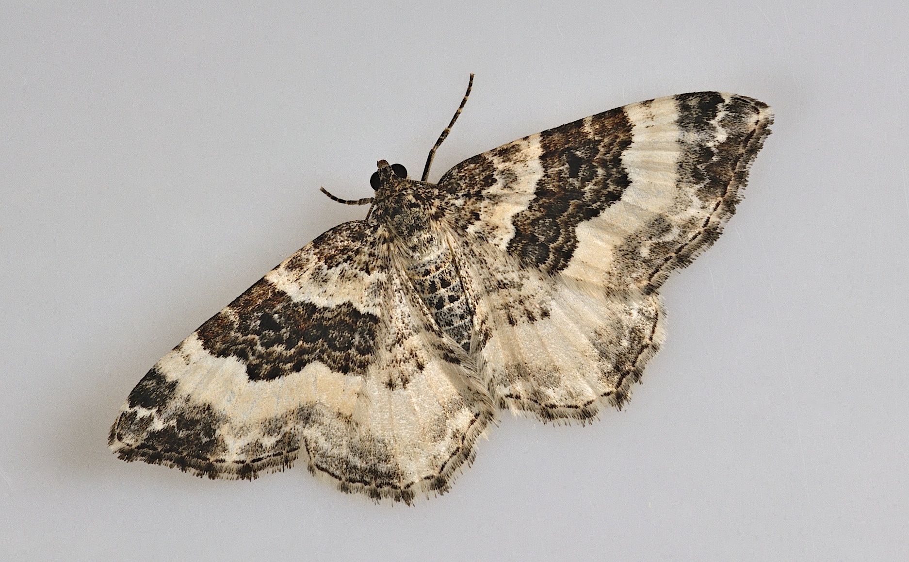 photo B045567, © Adriaan van Os, Corsavy 09-06-2018, altitudo 800 m, Epirrhoe rivata