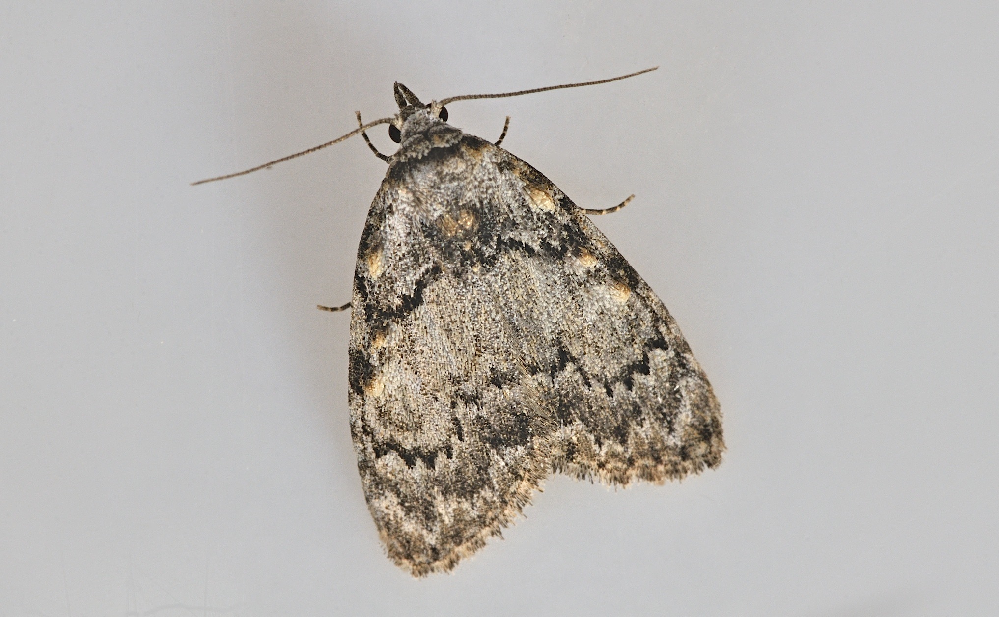Foto B045807, © Adriaan van Os, Corsavy 15-06-2018, H�he 800 m, Meganola strigula