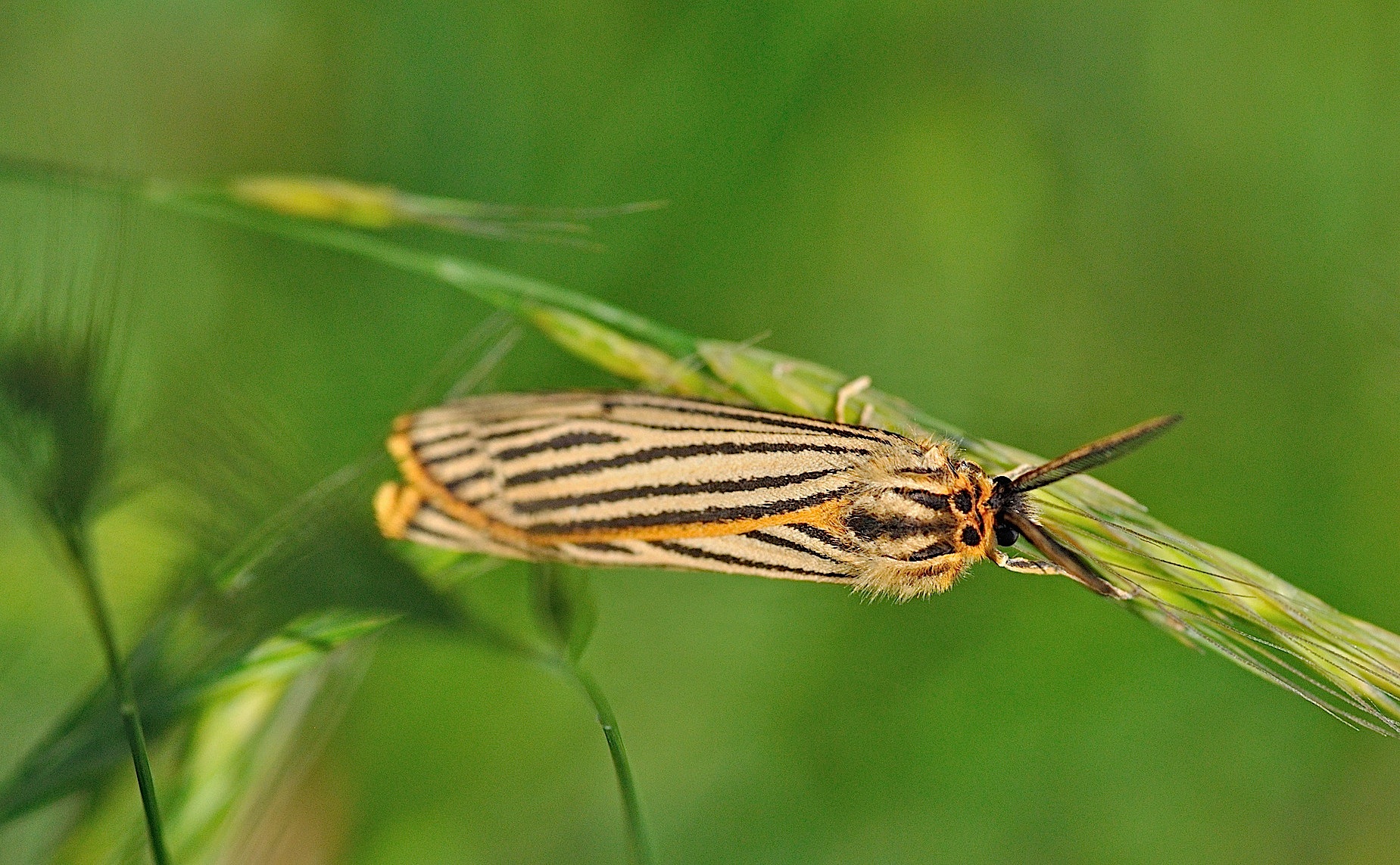 Foto B045907, © Adriaan van Os, Corsavy 16-06-2018, H�he 800 m, Coscinia striata