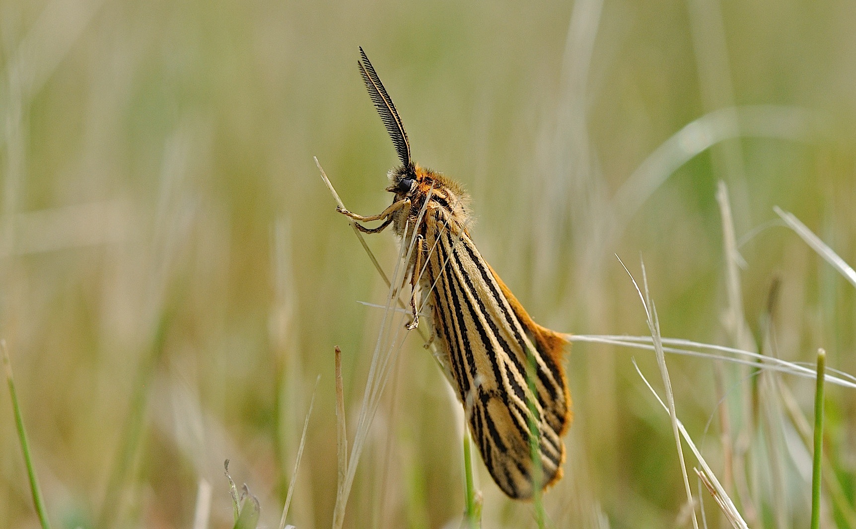foto B045964, © Adriaan van Os, Corsavy 16-06-2018, altitud 800 m, Coscinia striata