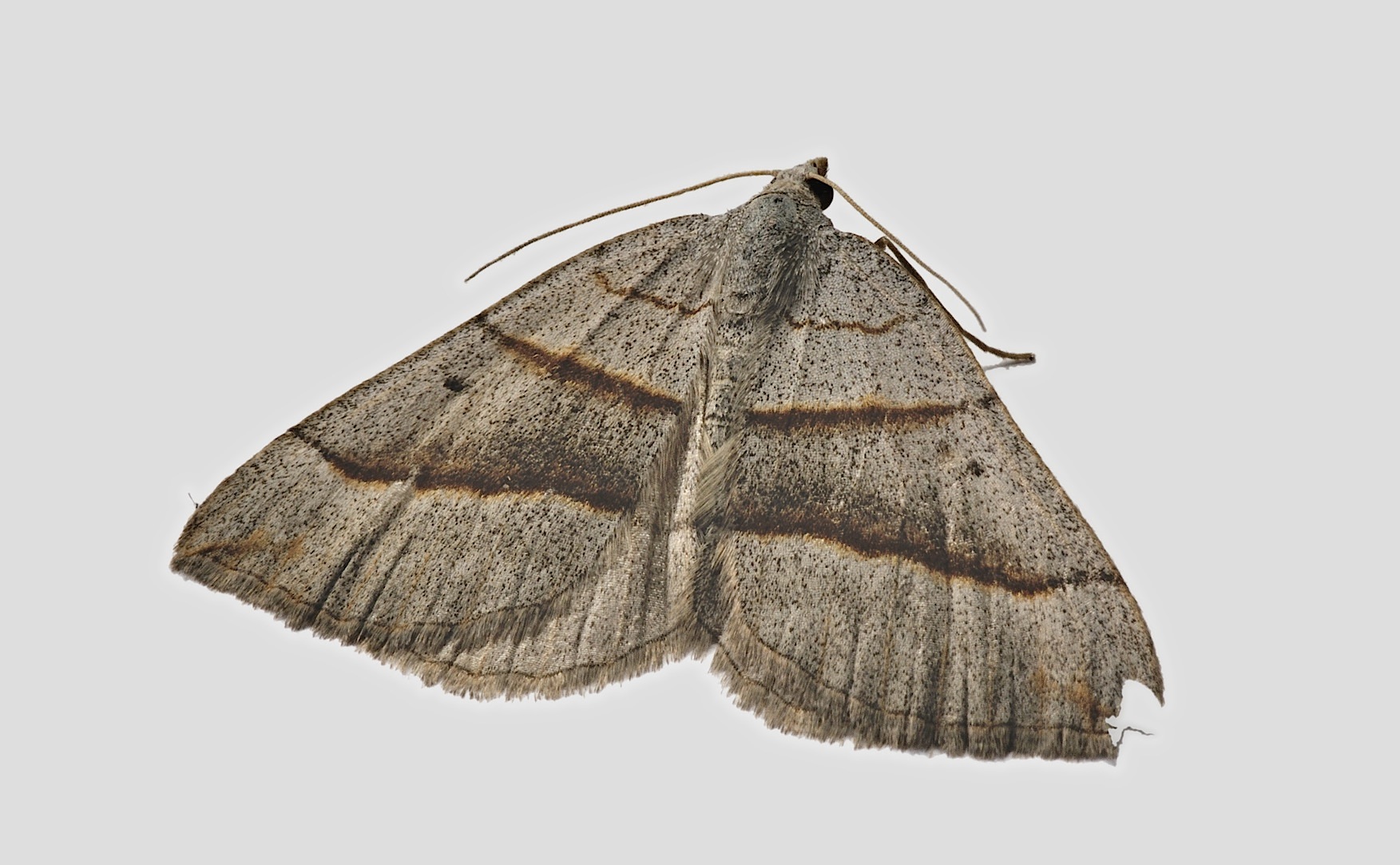 foto B046179, © Adriaan van Os, Corsavy 18-06-2018, hoogte 800 m, Scotopteryx luridata of Scotopteryx mucronata