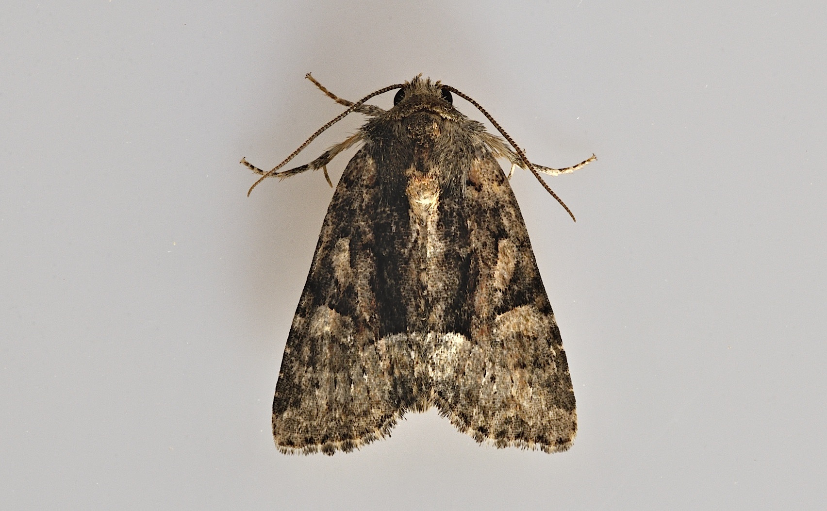 foto B046221, © Adriaan van Os, Corsavy 18-06-2018, altitud 800 m, Oligia latruncula