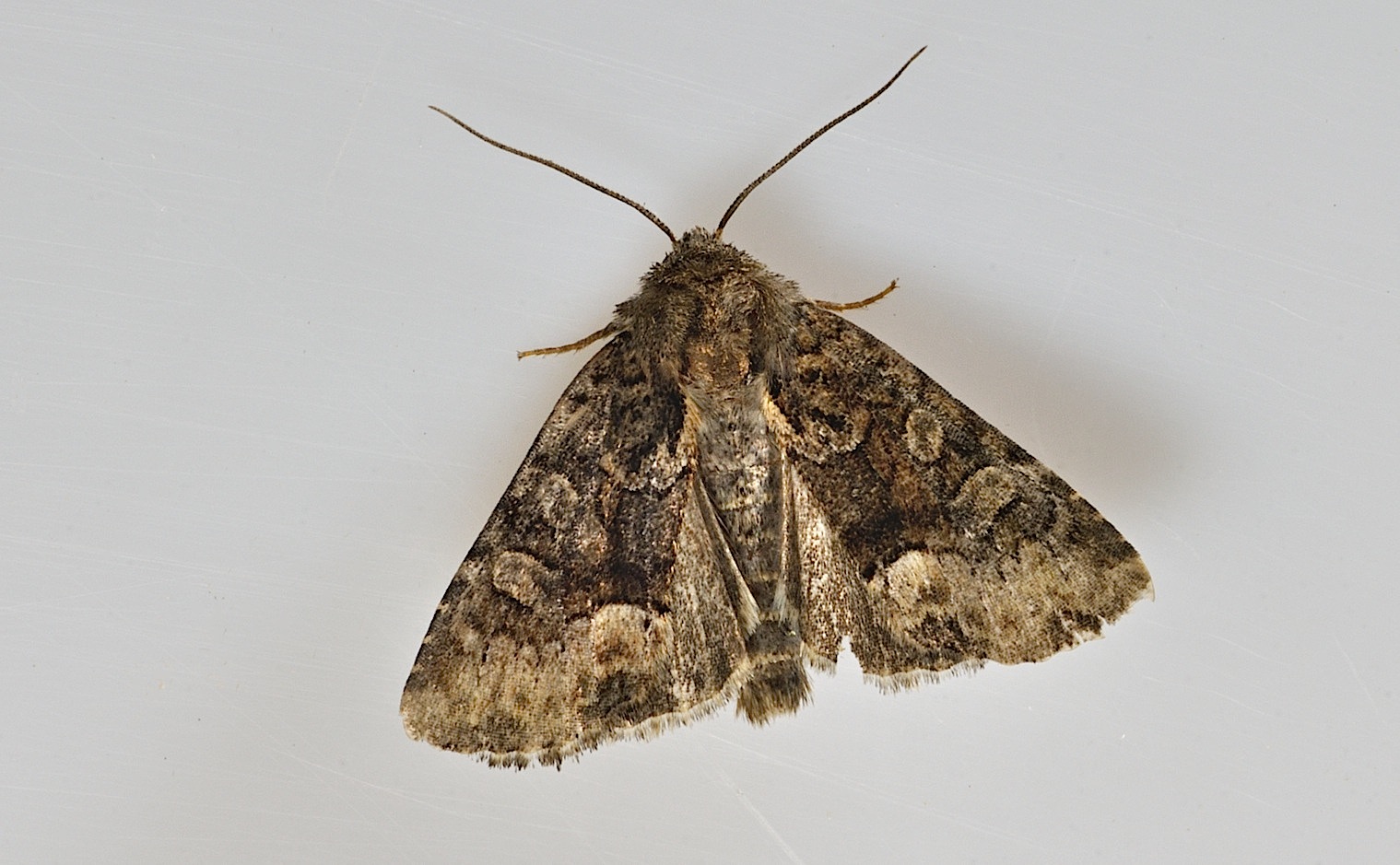 foto B046349, © Adriaan van Os, Corsavy 19-06-2018, altitud 800 m, Oligia latruncula