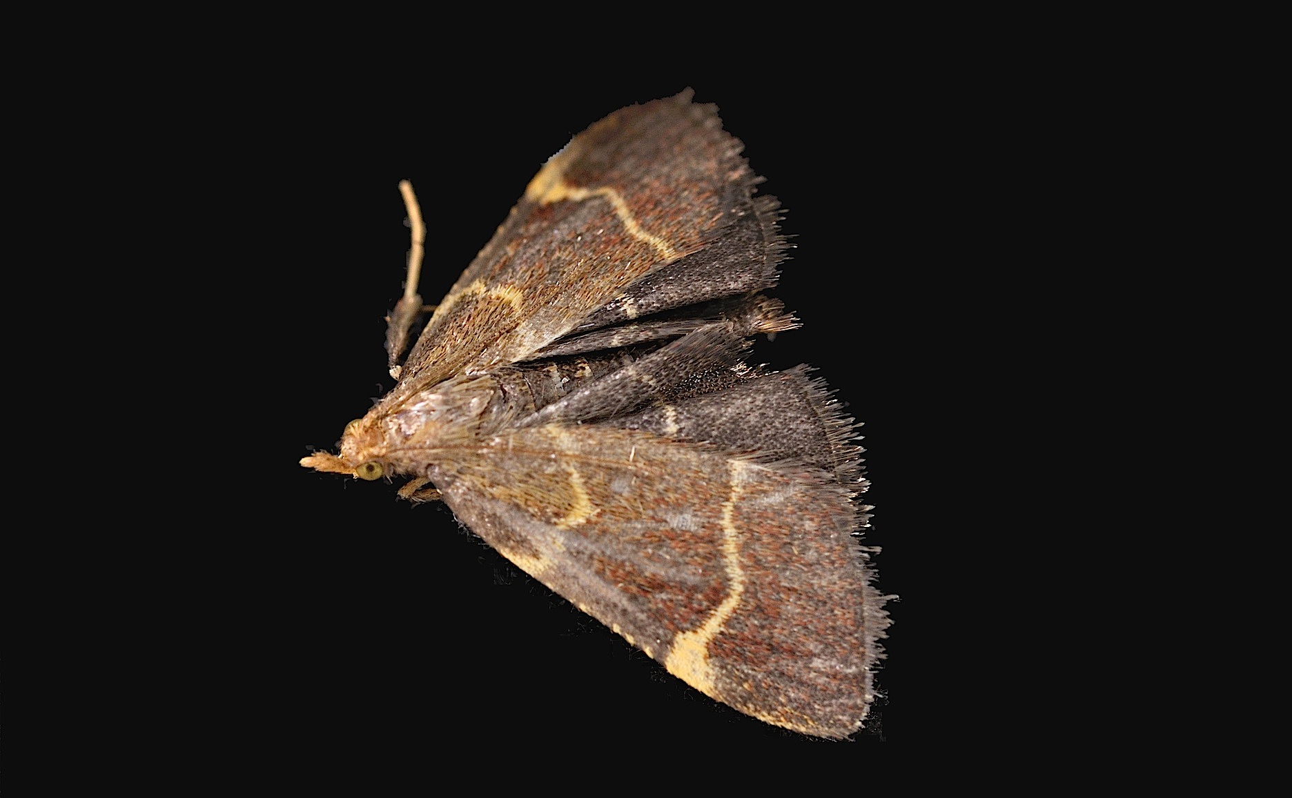 Foto B047704, © Adriaan van Os, Corsavy 28-06-2018, H�he 800 m, Hypsopygia rubidalis