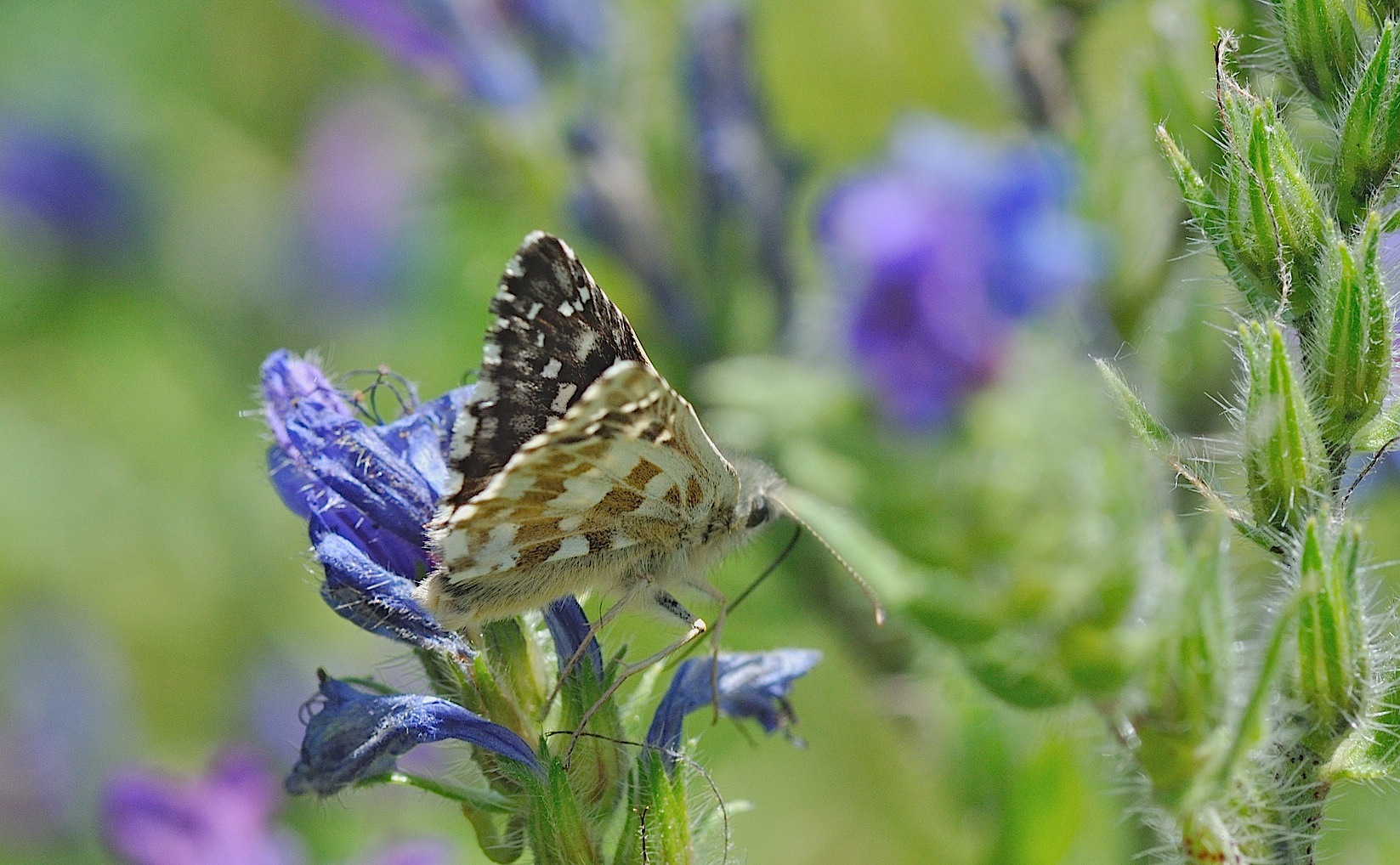 foto B048361, © Adriaan van Os, Corsavy 01-07-2018, altitud 1350 m, Pyrgus armoricanus