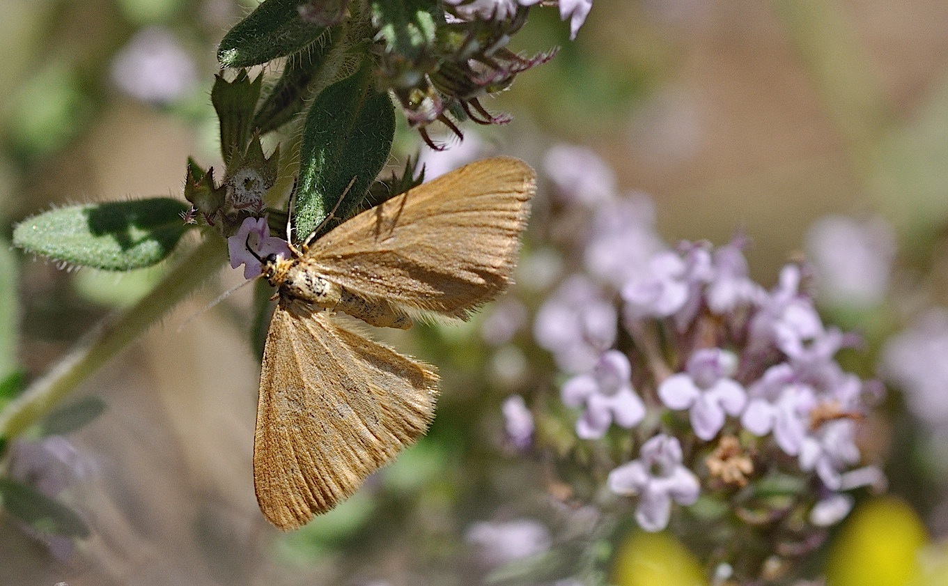 photo B048439, © Adriaan van Os, Corsavy 01-07-2018, altitudo 1350 m, Minoa murinata